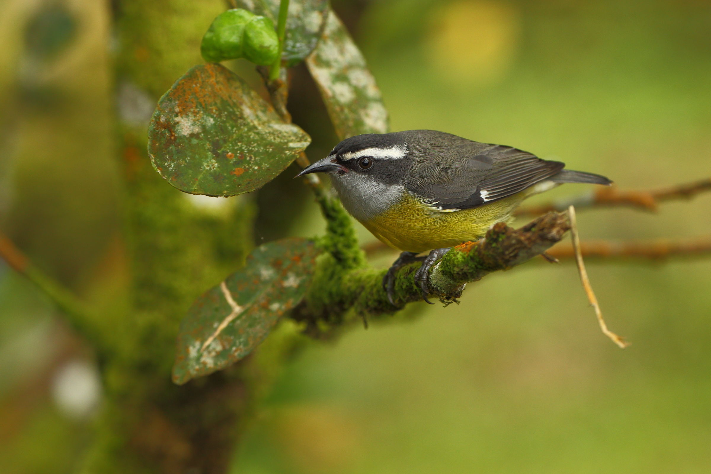 Bananaquit