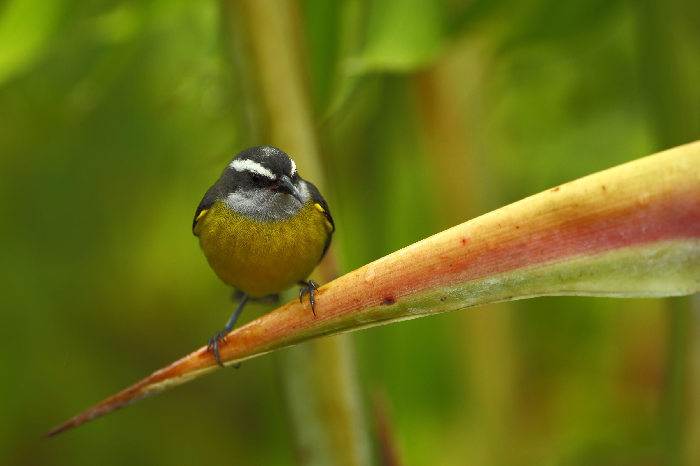 Bananaquit