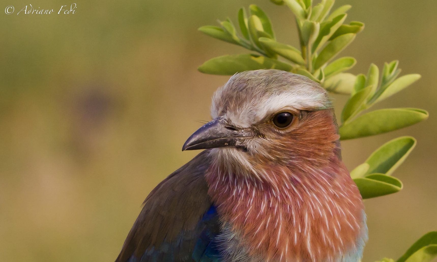 Lilac Breasted Roller