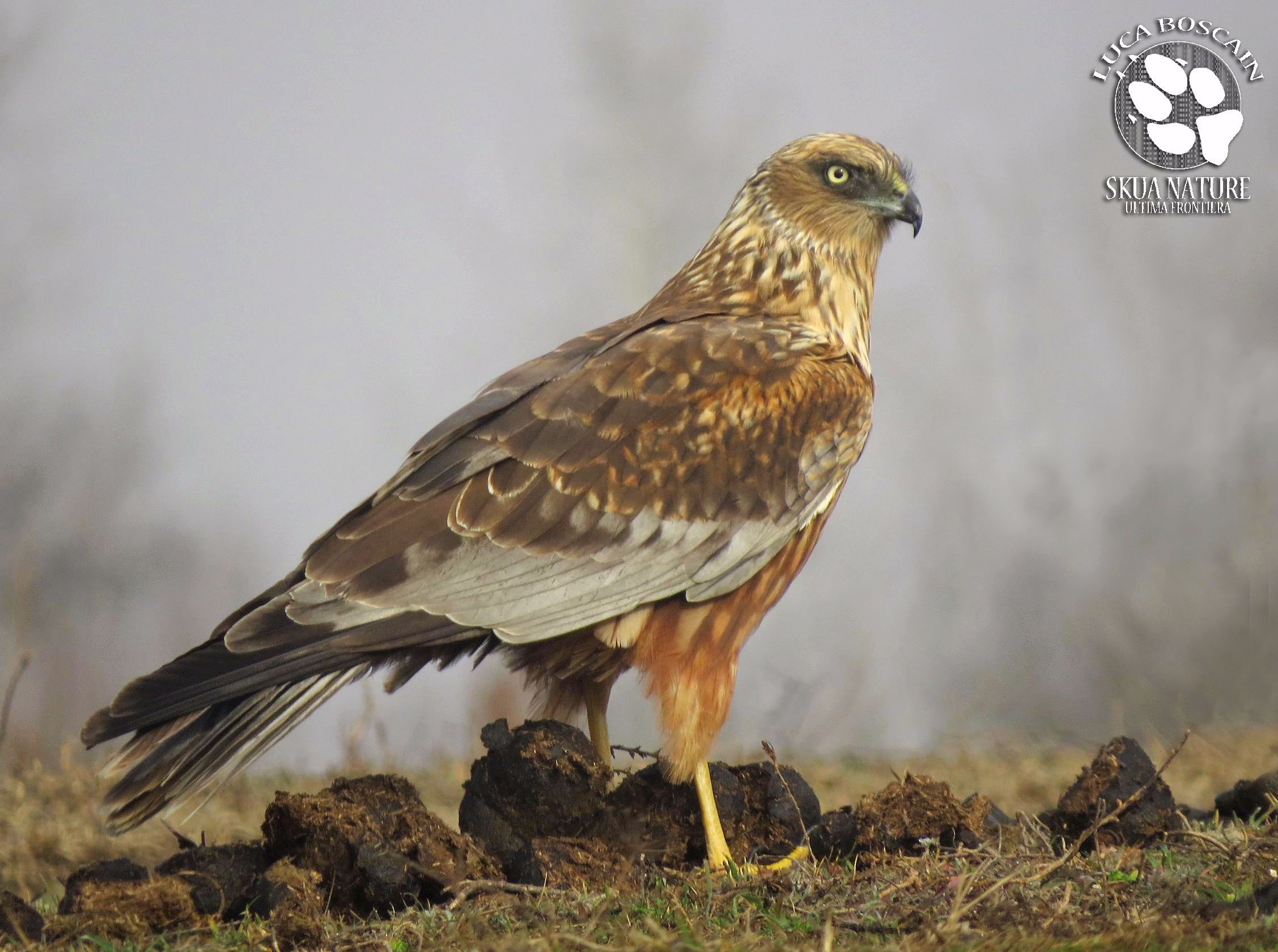 Marsh Harrier male