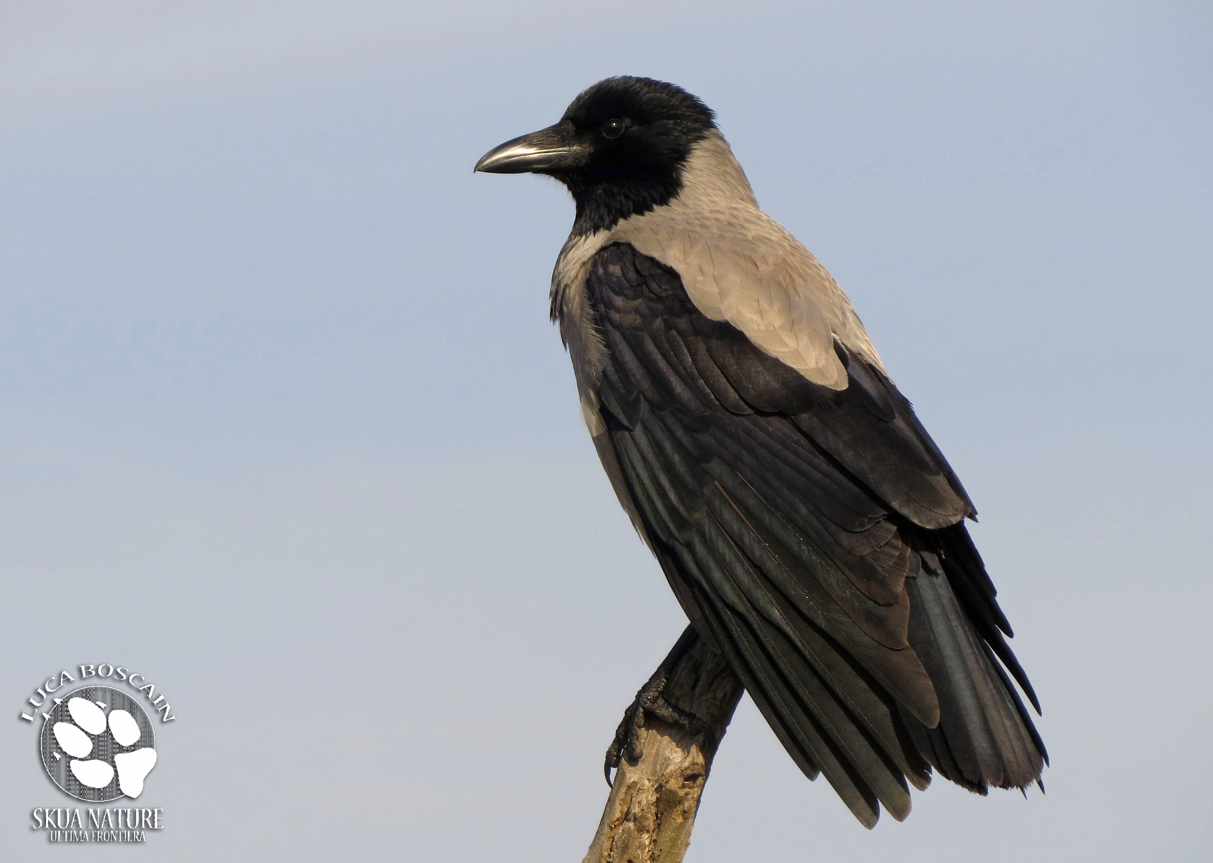 Hooded Crow