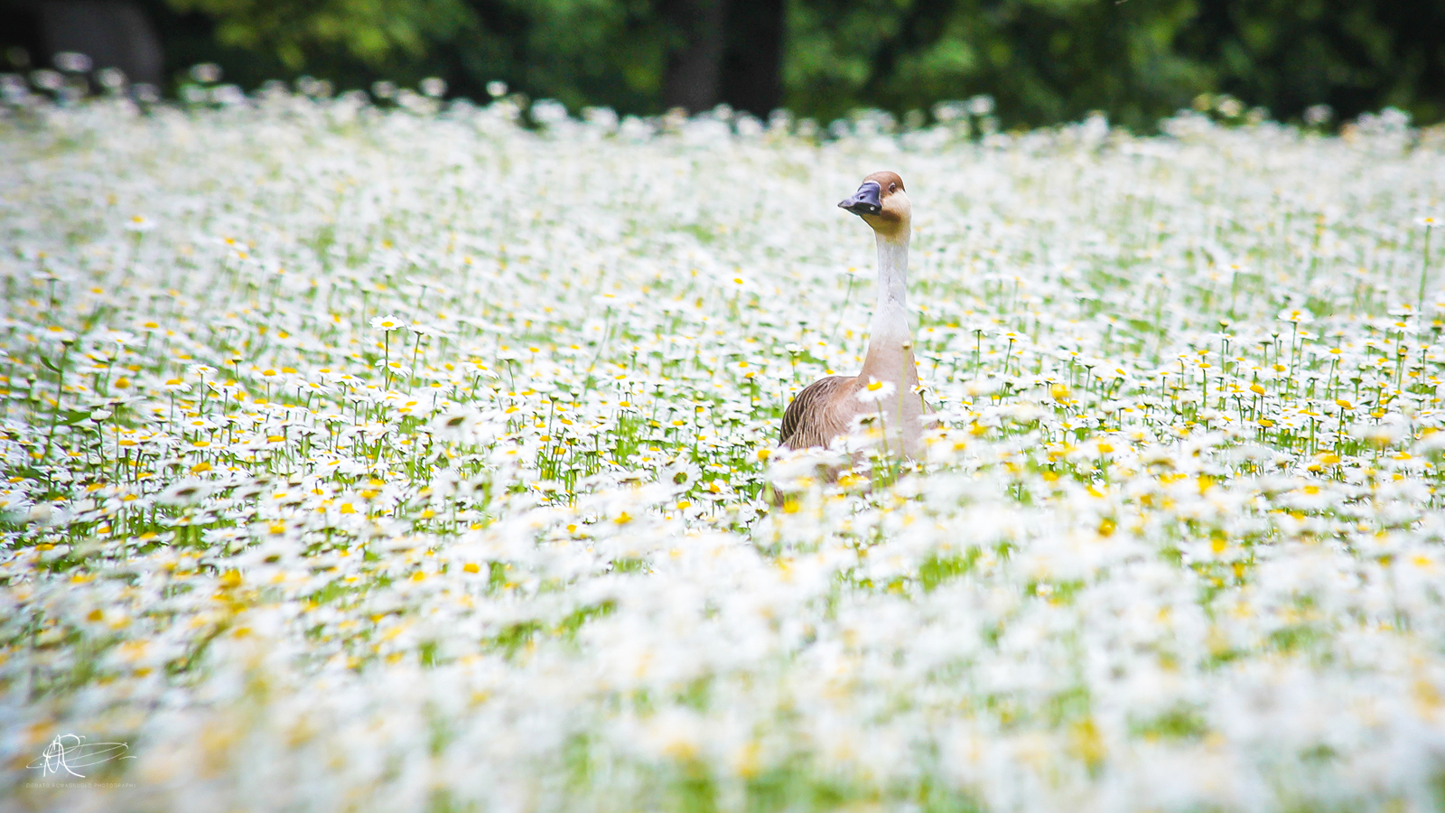 Among the Daisies