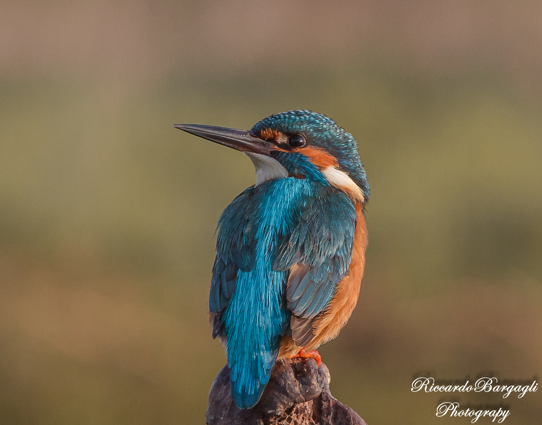 Martin in the early hours of dawn
