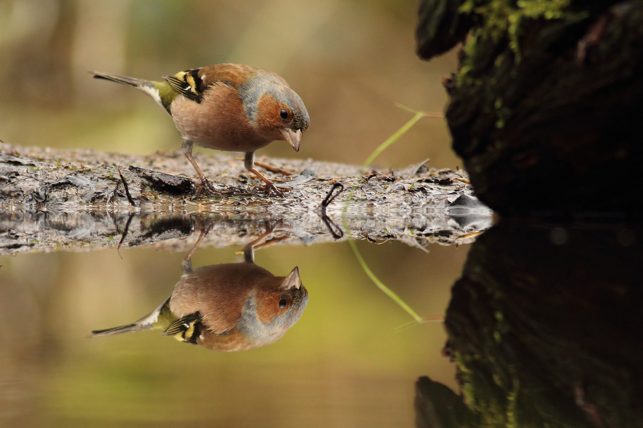 Chaffinch looking in the mirror