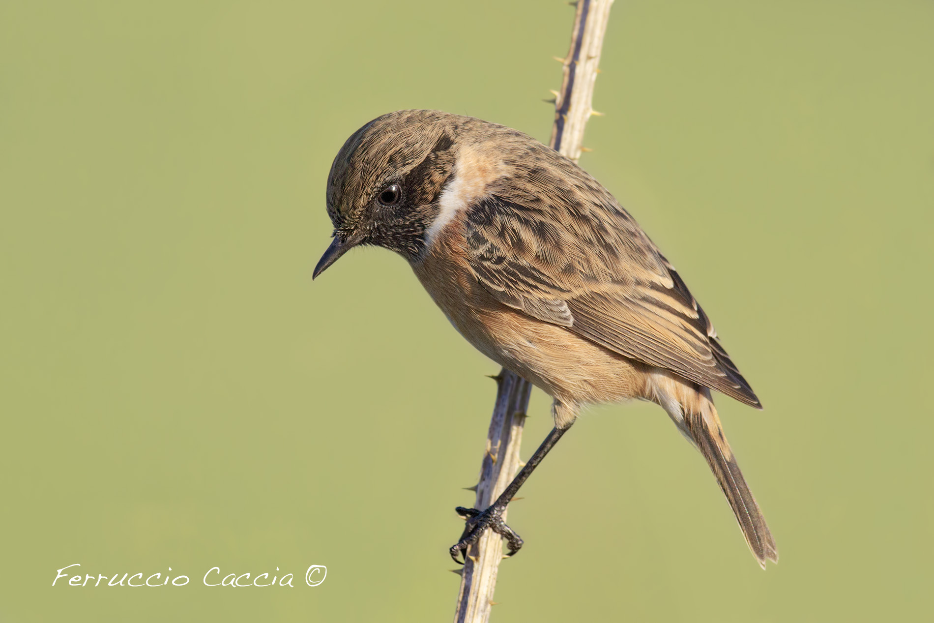 saltimalin riflessione