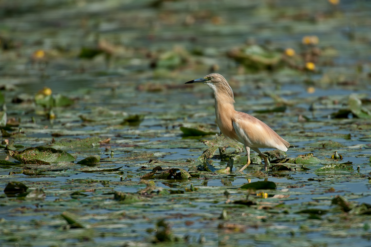 camminando sulle acque