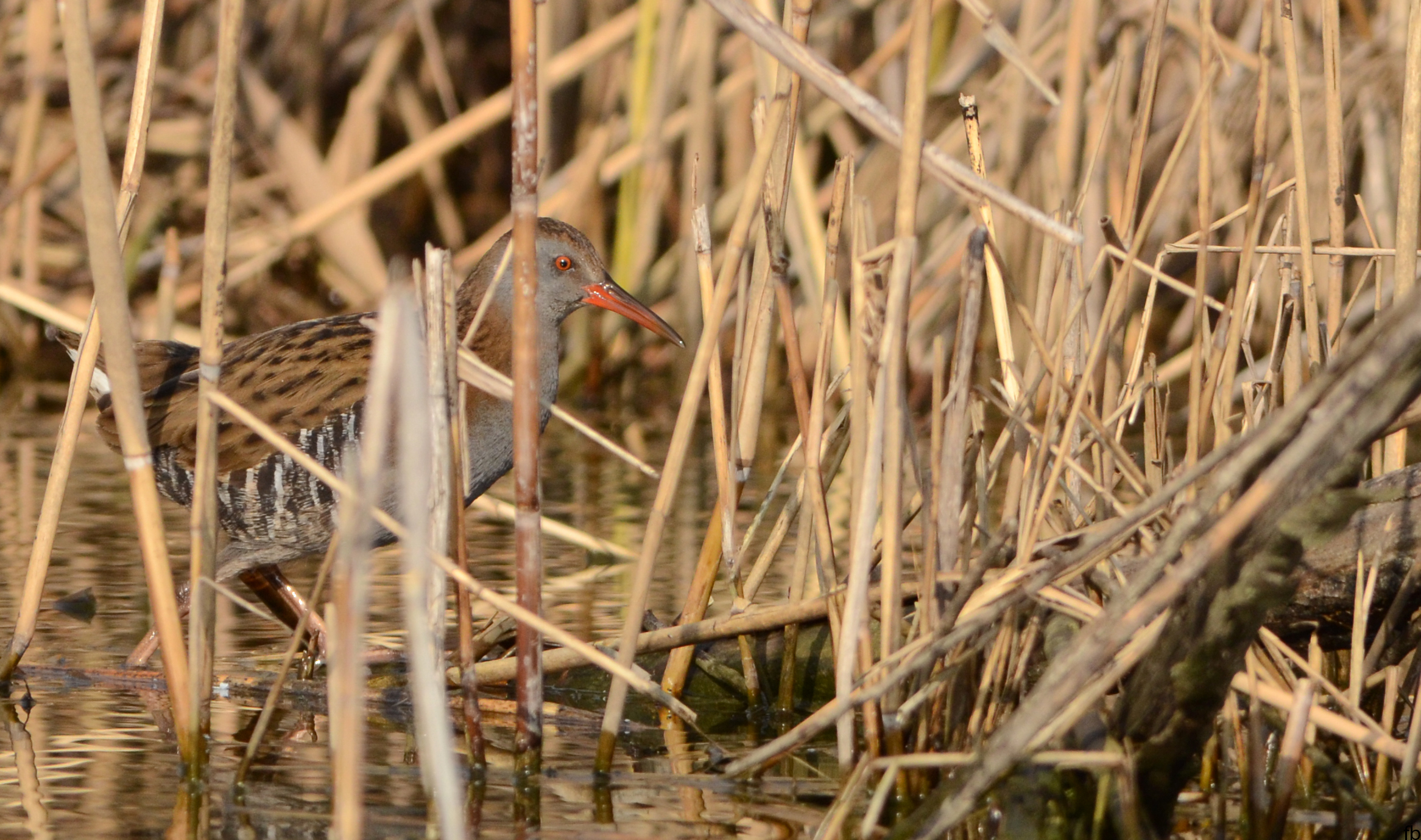 giovane porciglione molto ambientato