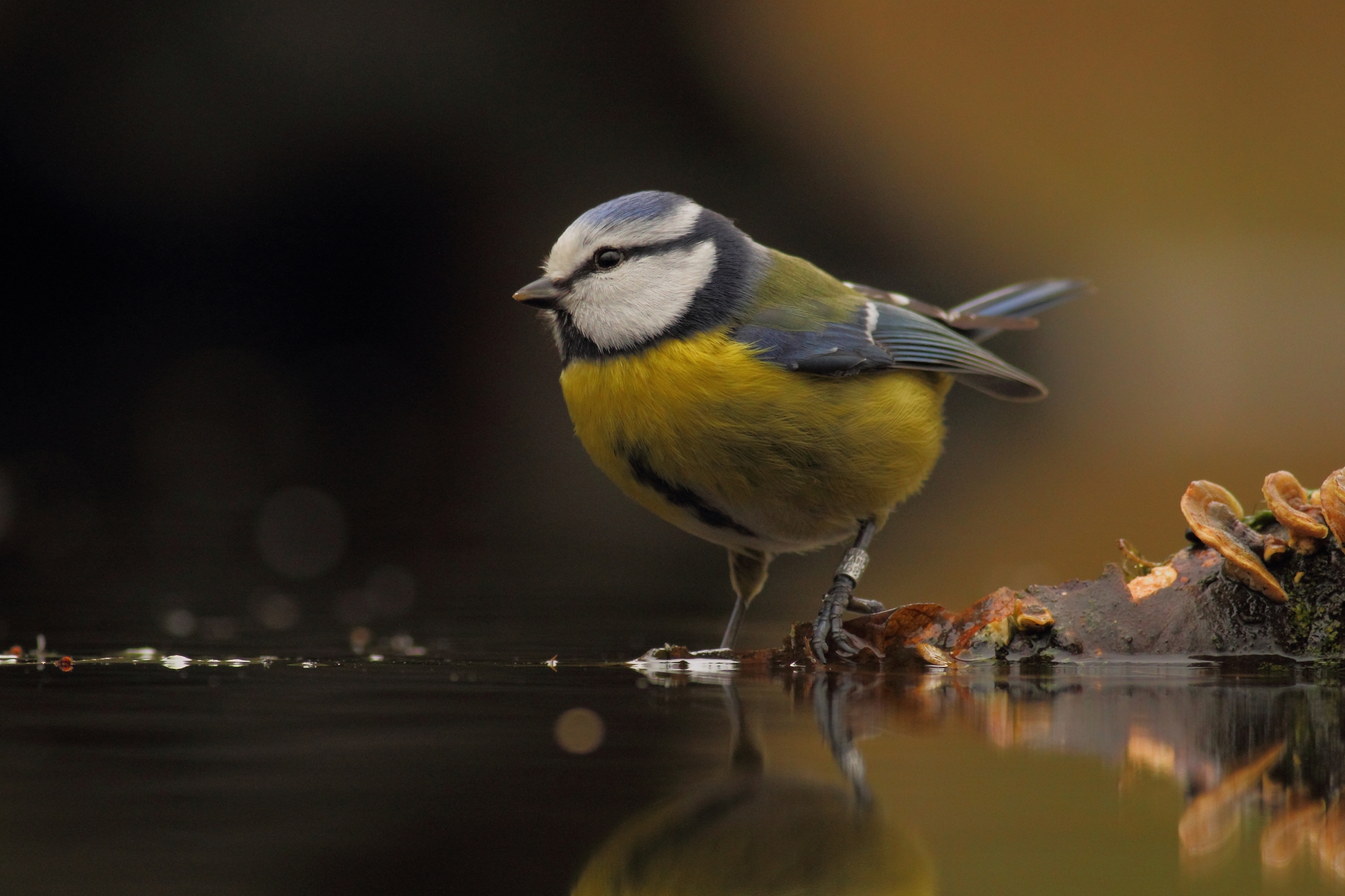 Bluetit on a cloudy day