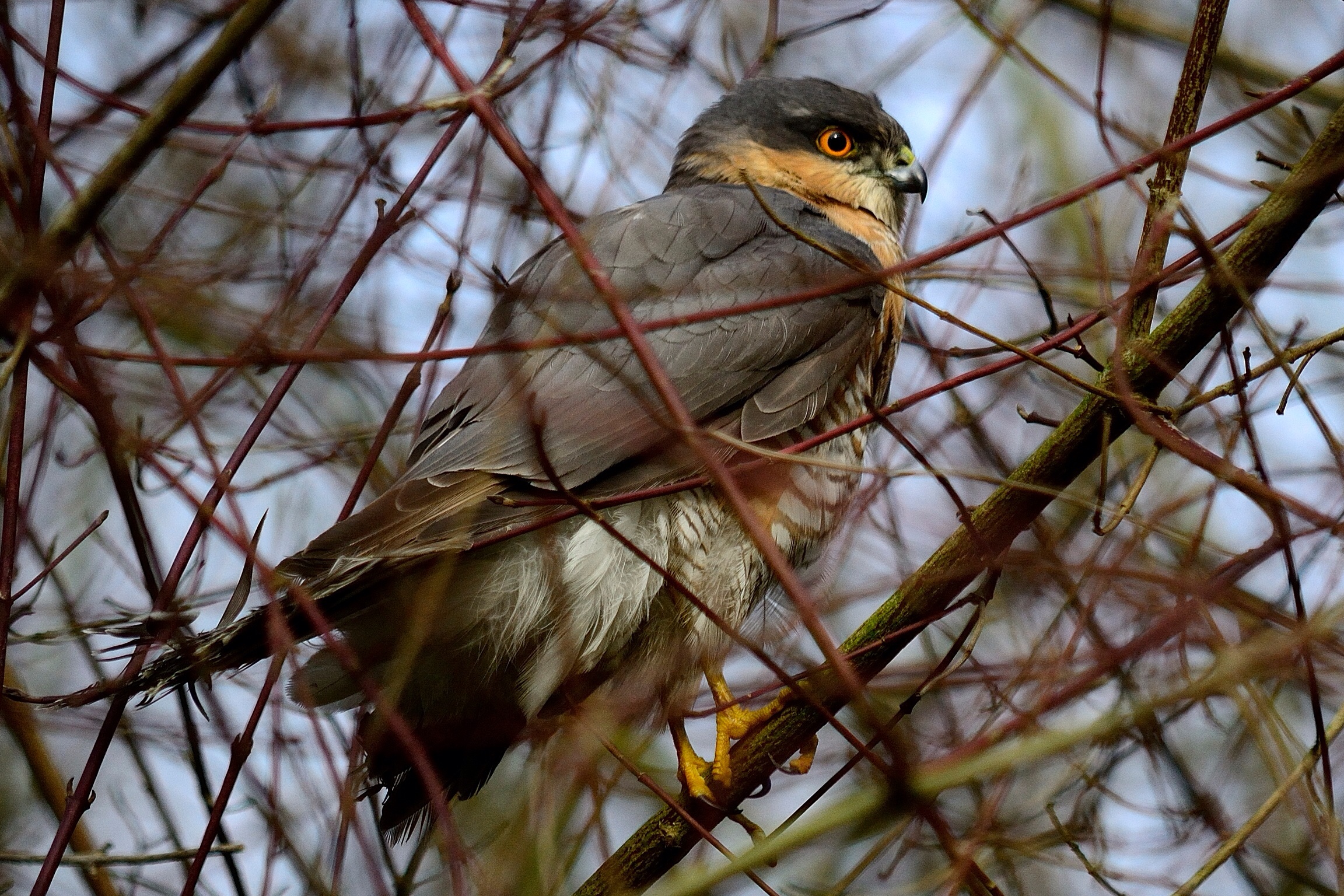 Il mio primo sparviero
