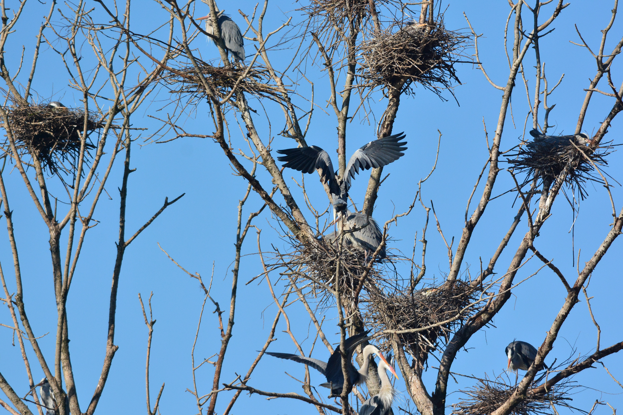 garzaia  popolata da Airone Cenerino e ardeidi vari