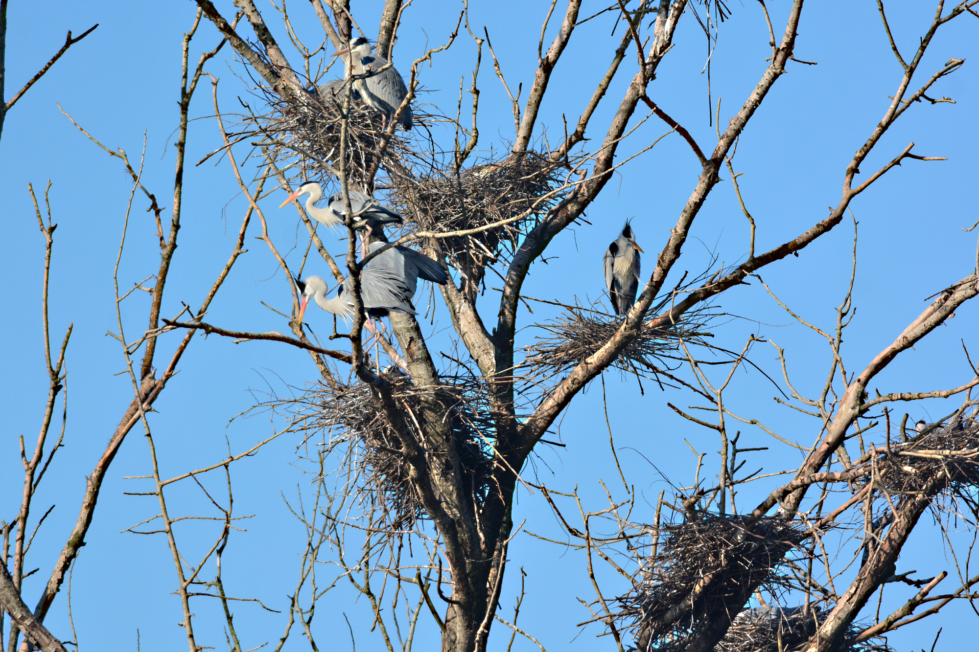 garzaia popolata da Airone  Cenerino, e ardeidi vari