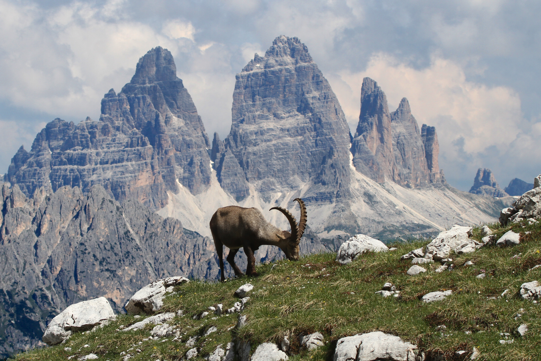 Stambecco con Tre Cime