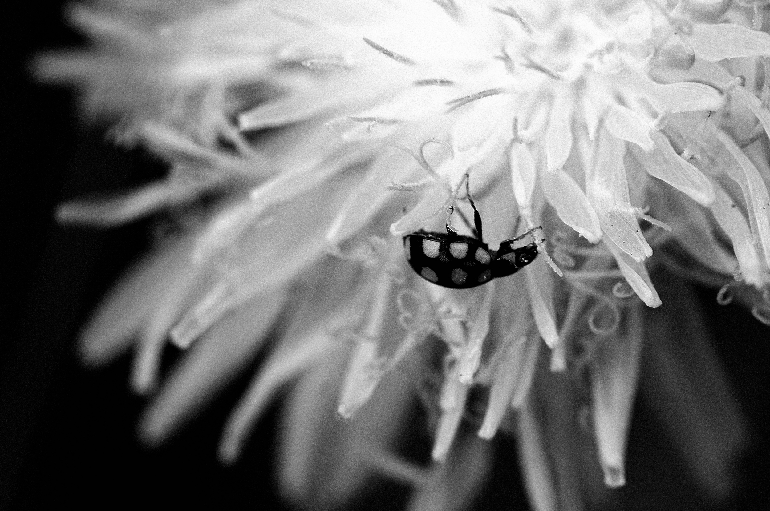 coccinella in BW