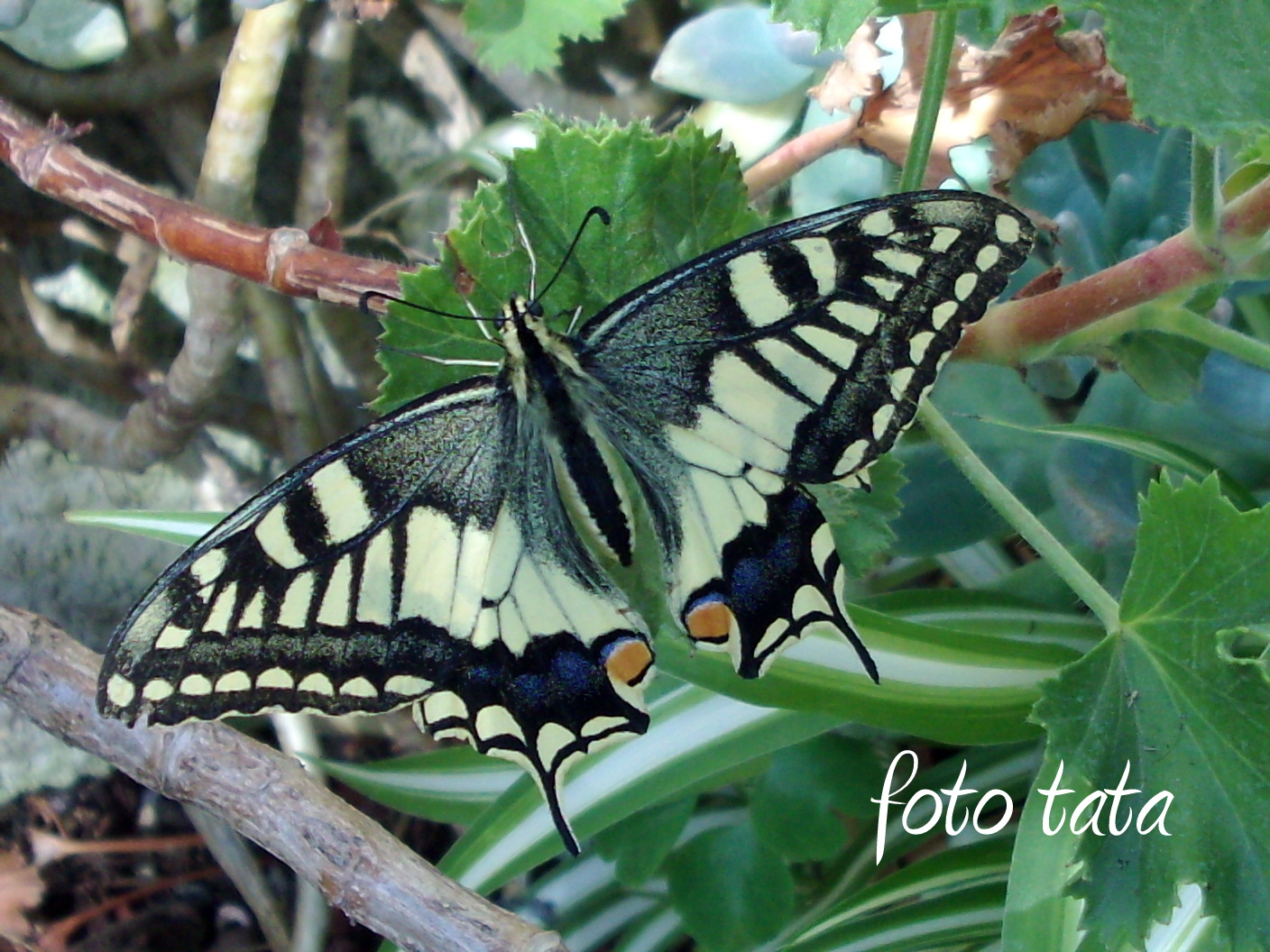 all colored a butterfly