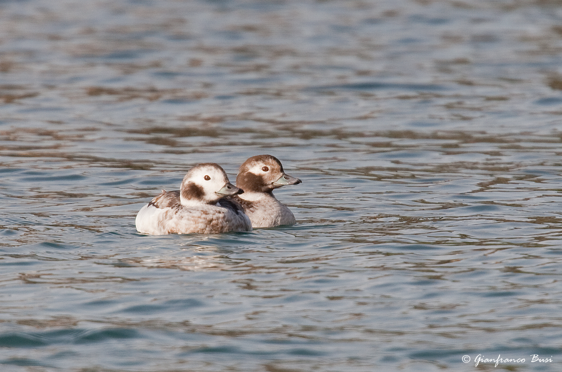 moretta codona - clangula hyemalis