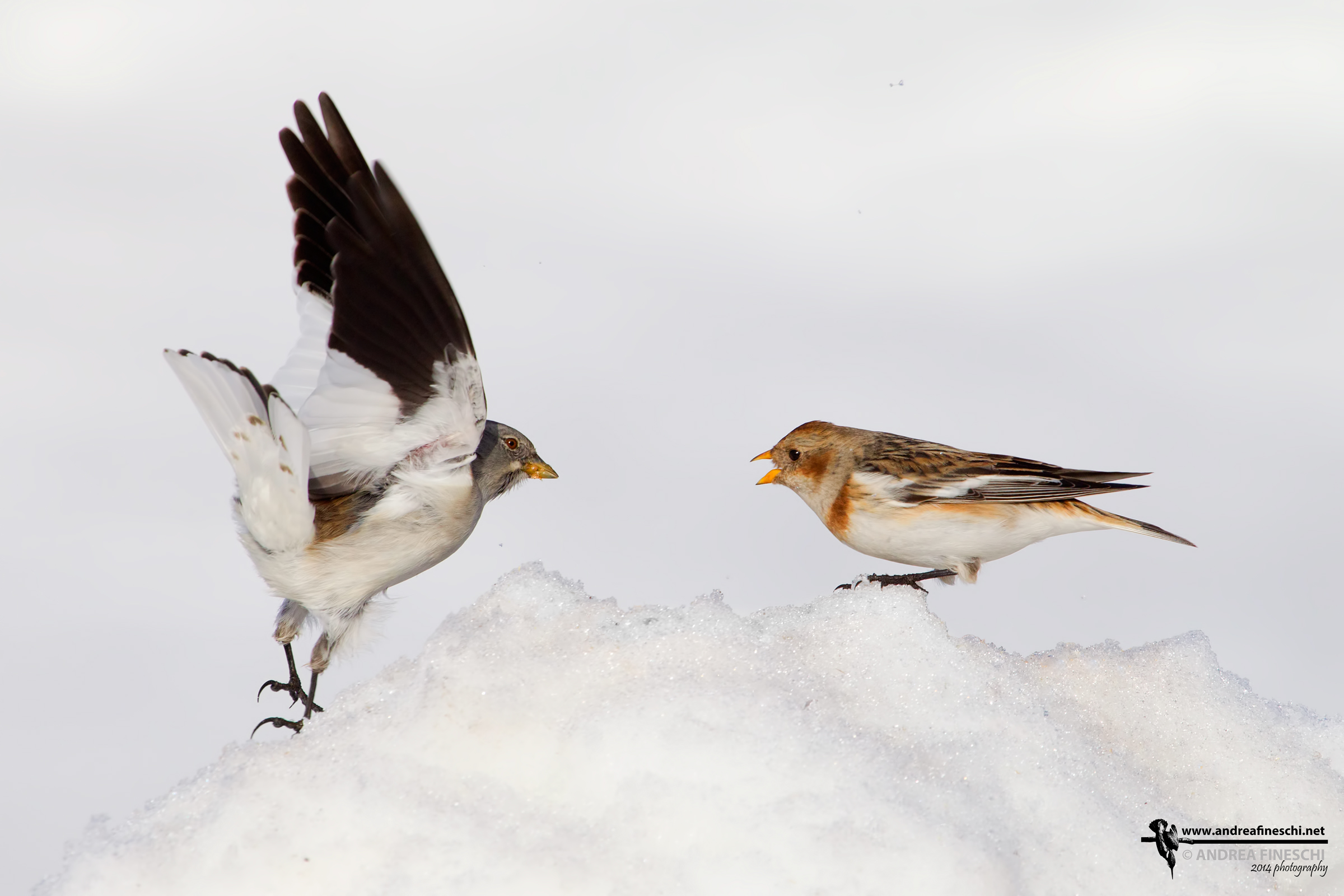 Fringuello alpino vs Zigolo delle nevi