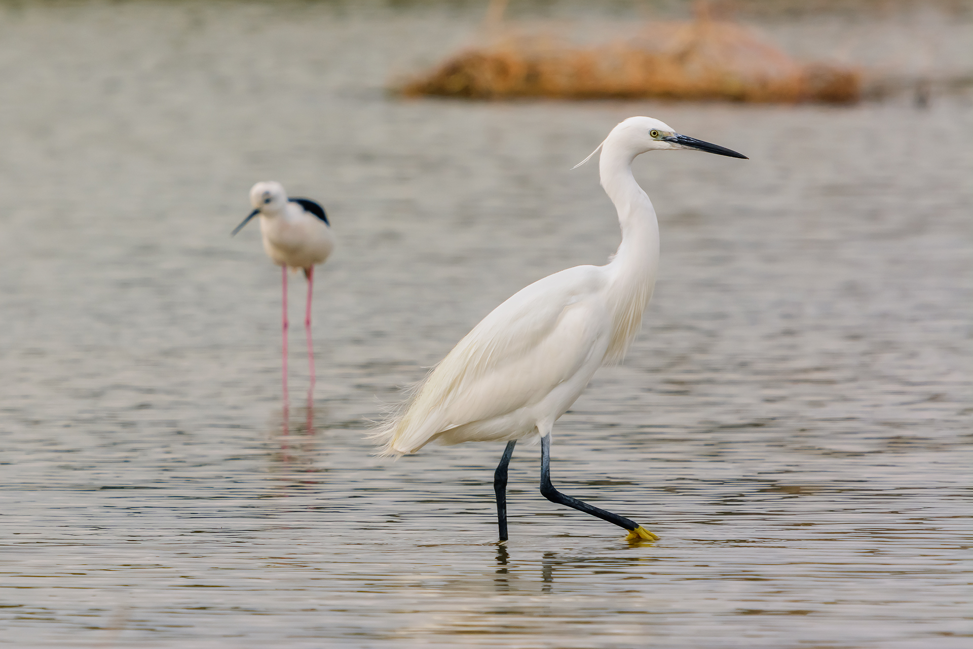 The egret and the Knight