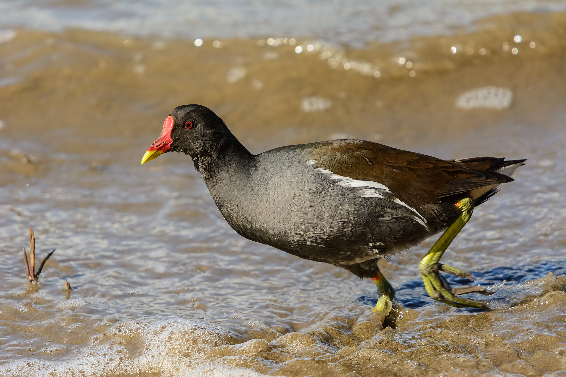 The moorhen