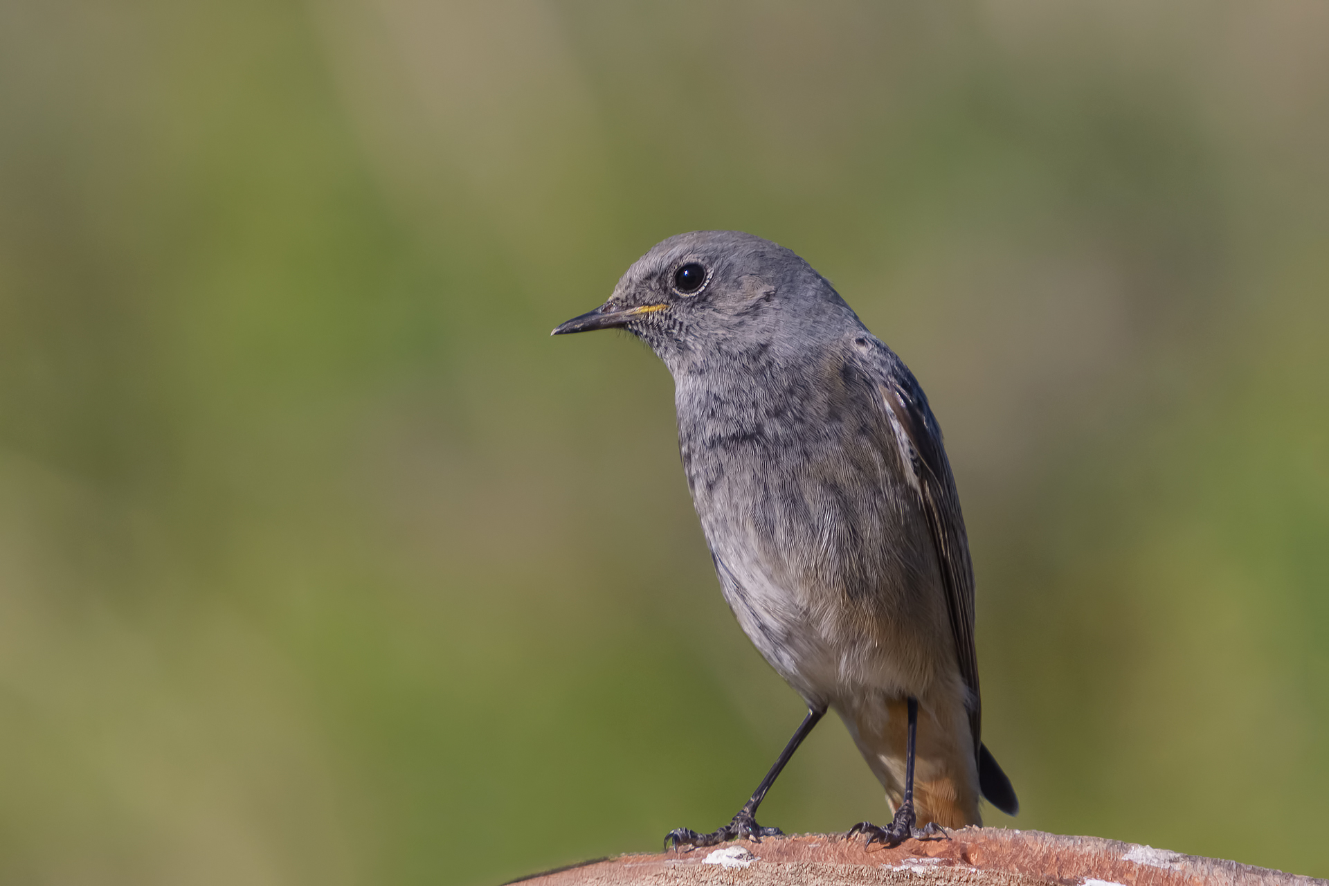The black redstart