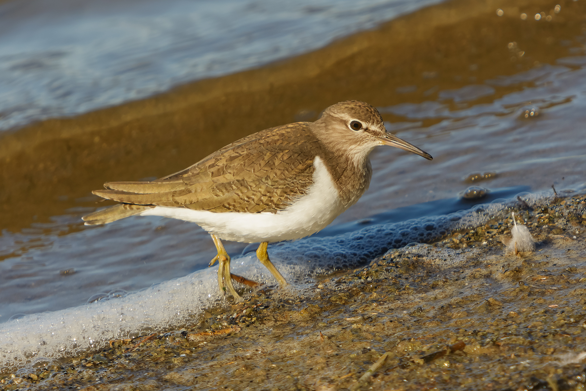 The sandpiper