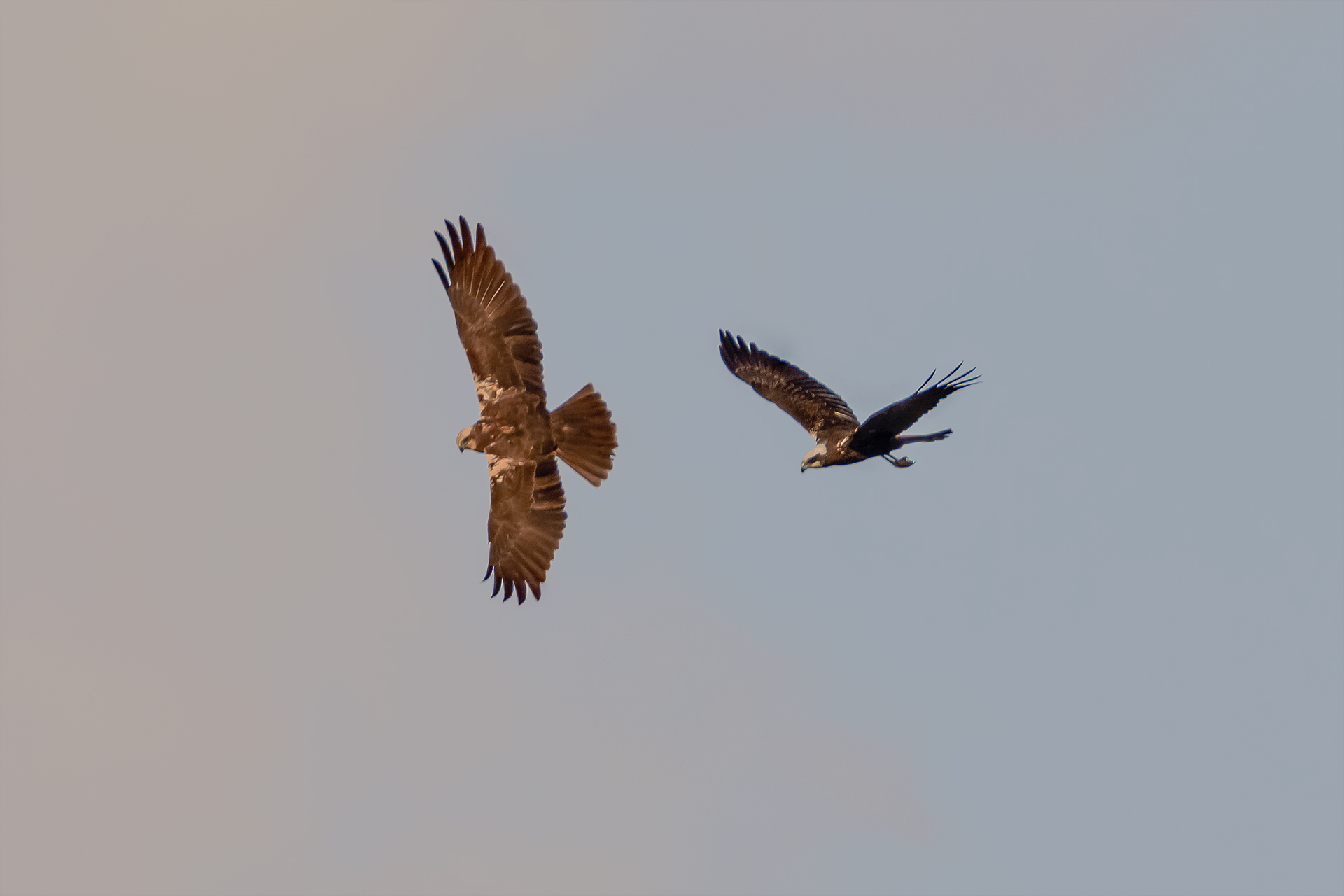 Marsh Harriers