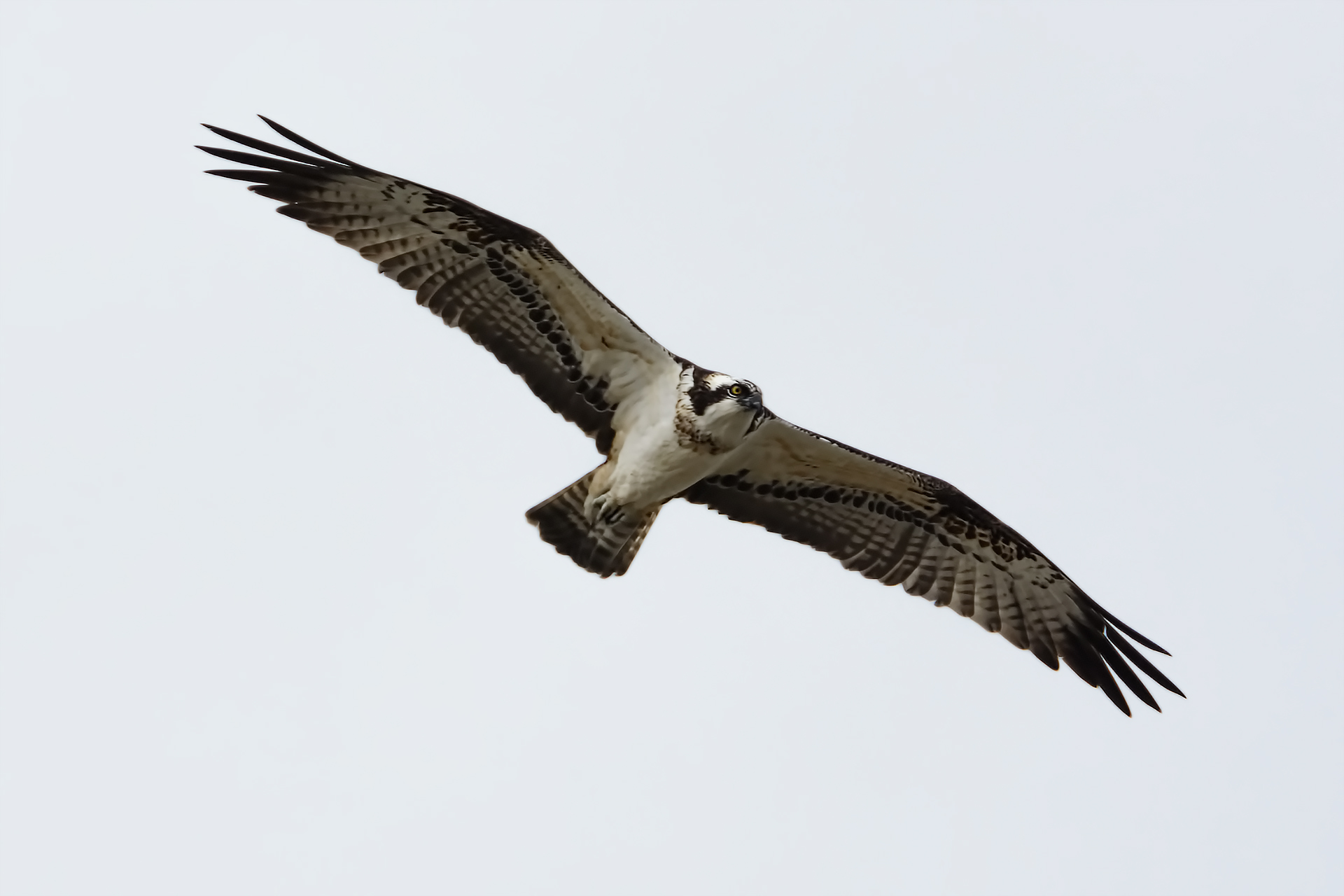 The osprey