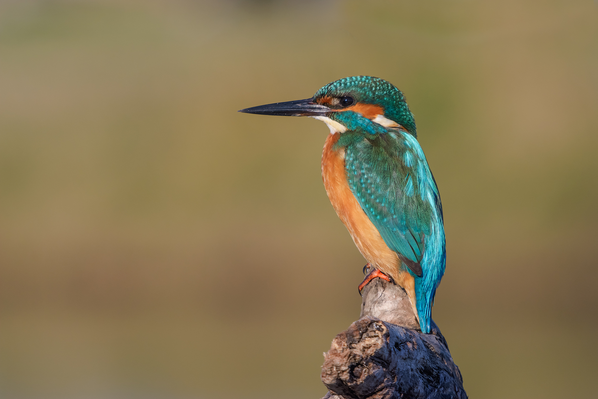 The first Martin never forget ....