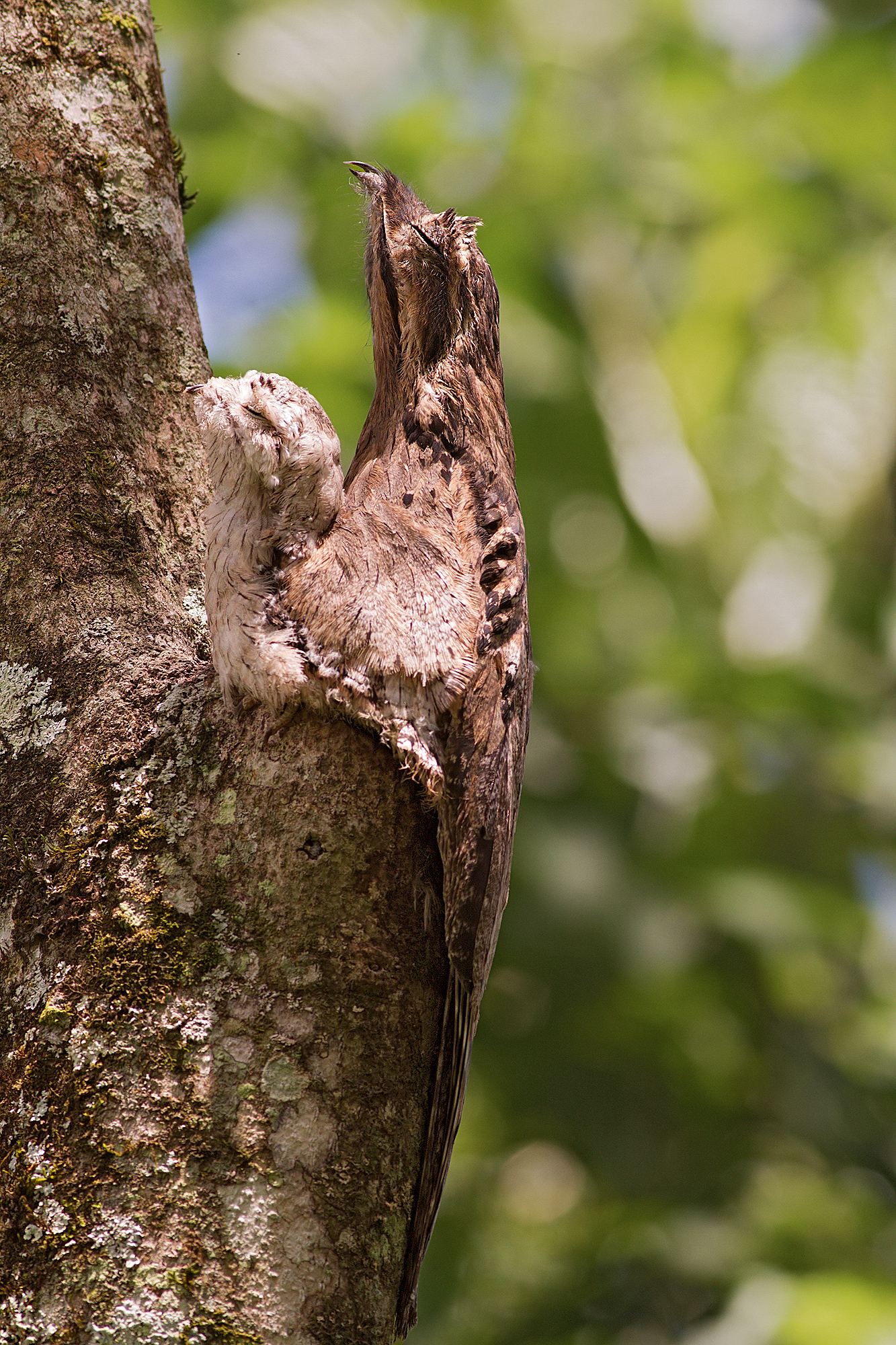 Urutaú y su cría.(nyctibius griseus)