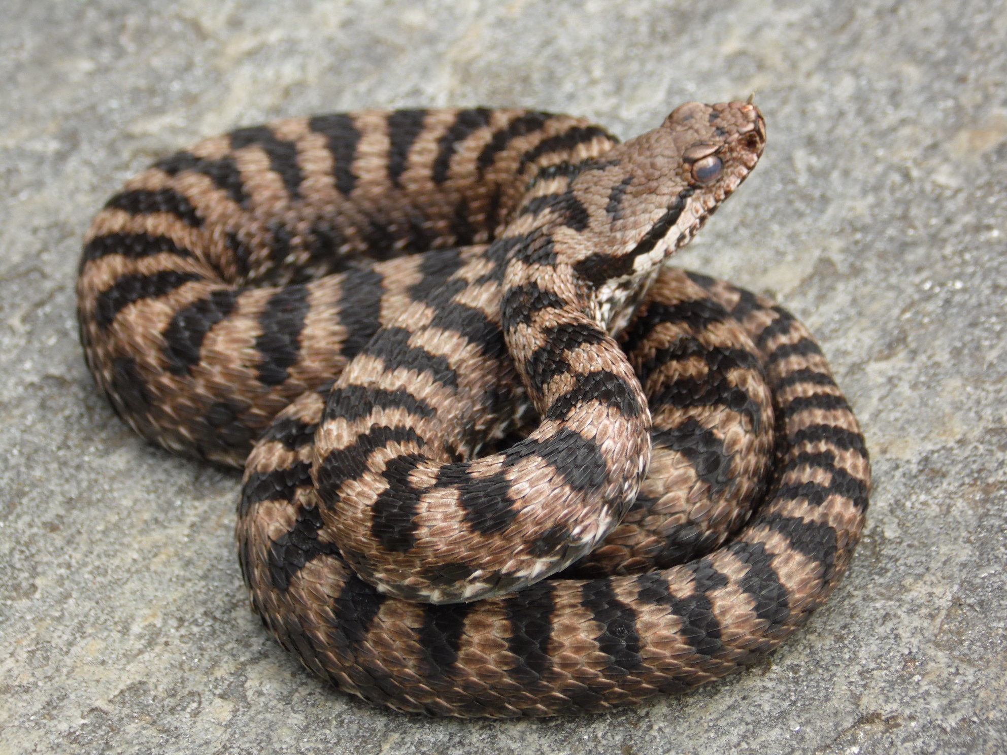 Aspis prepare the outline