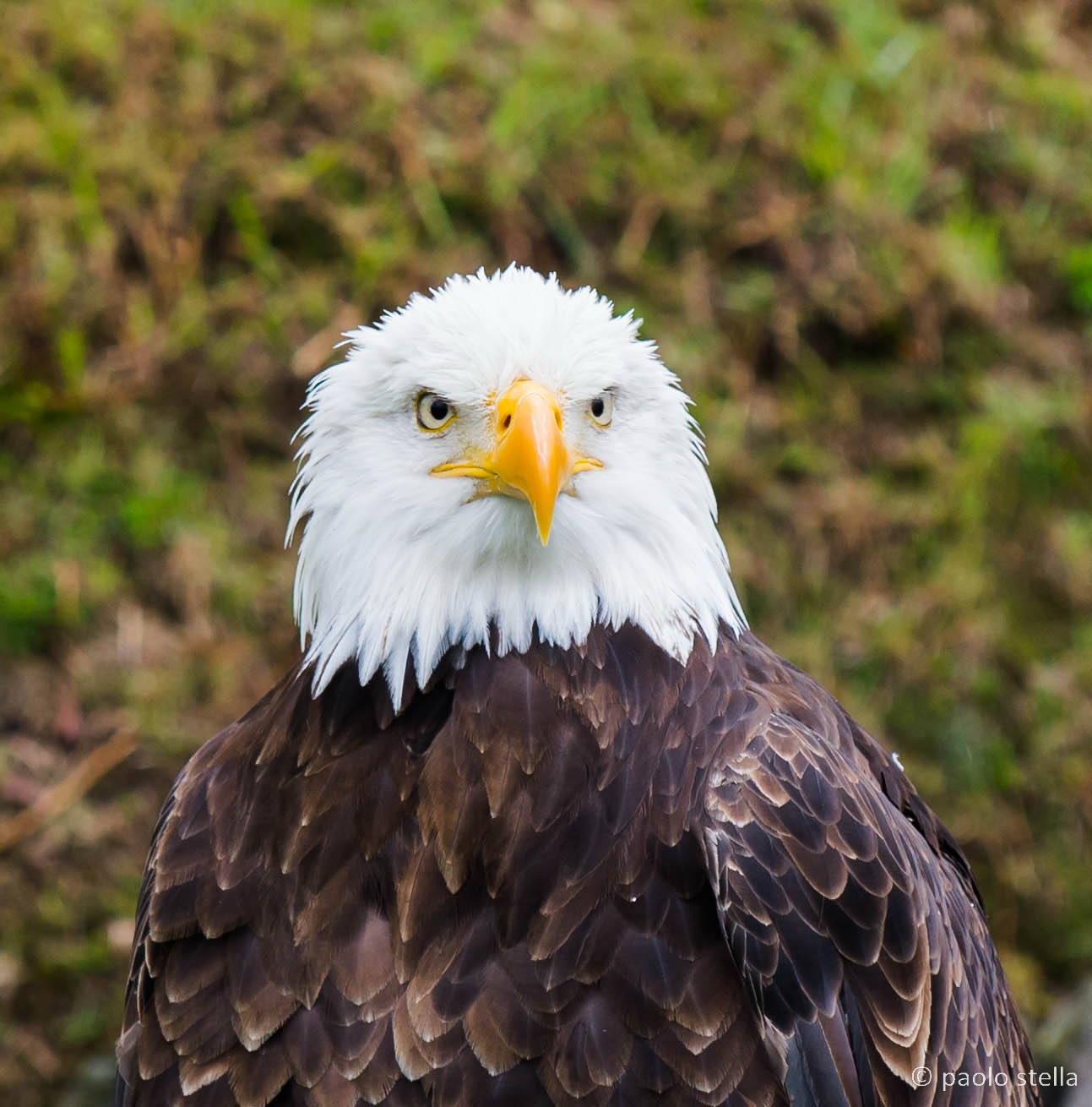 Bald Eagle (Haliaeetus leucocephalus)