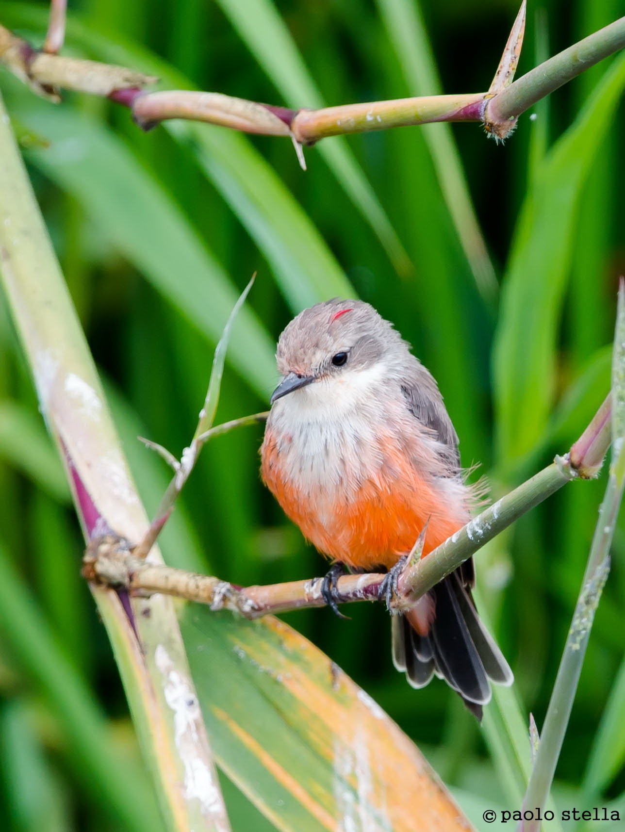 Vermilion Flycatcher (Pyrocephalus rubinus) Female