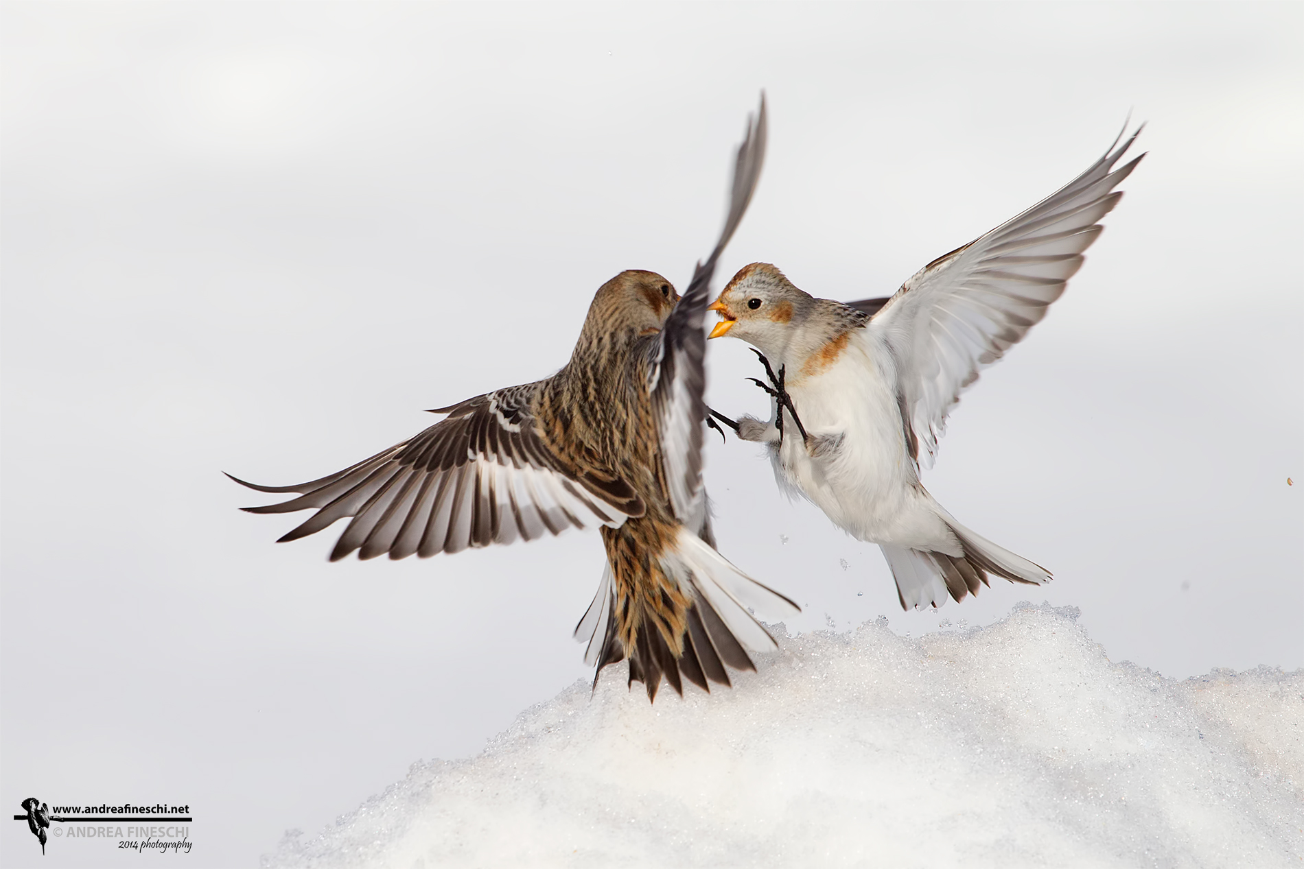 Scontro tra zigoli delle nevi