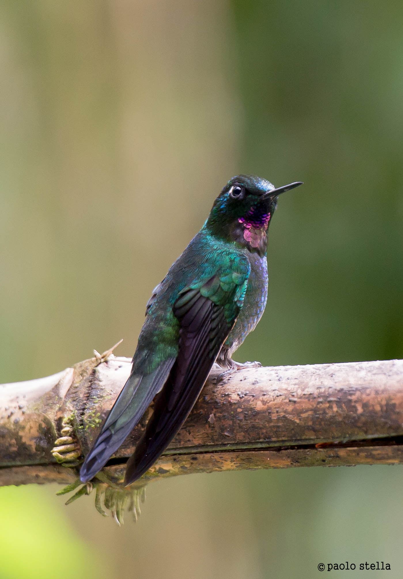 Tourmaline Sunangel - Heliangelus exortis