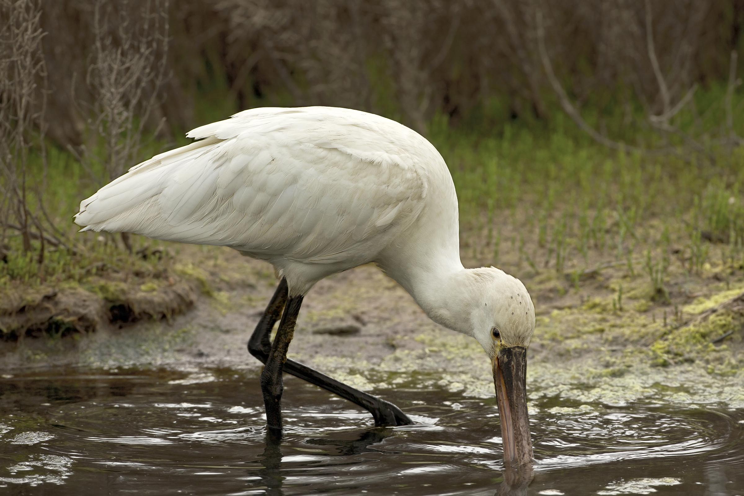 spatola..in the dark