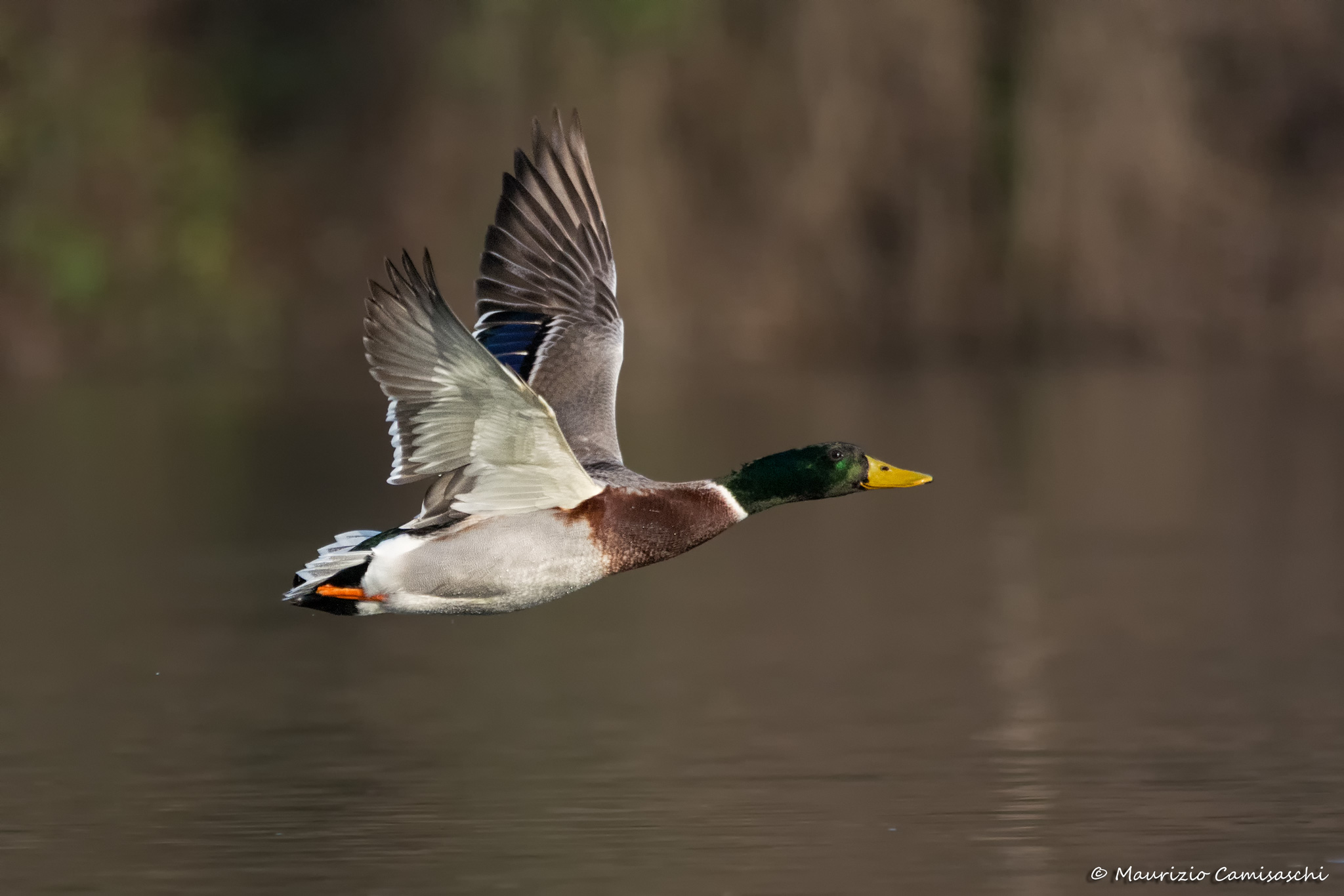 Germano reale in volo