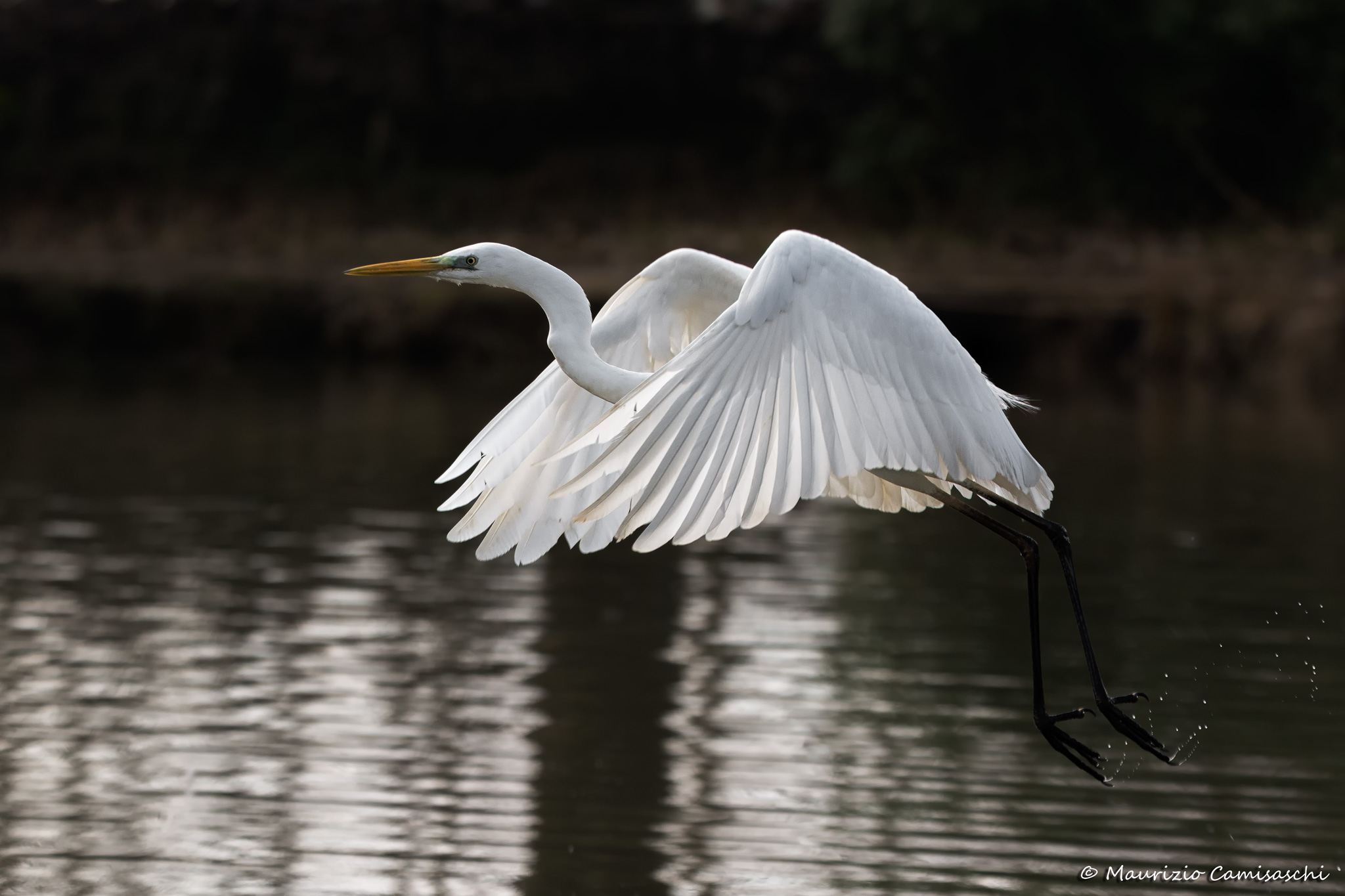 Egret in flight