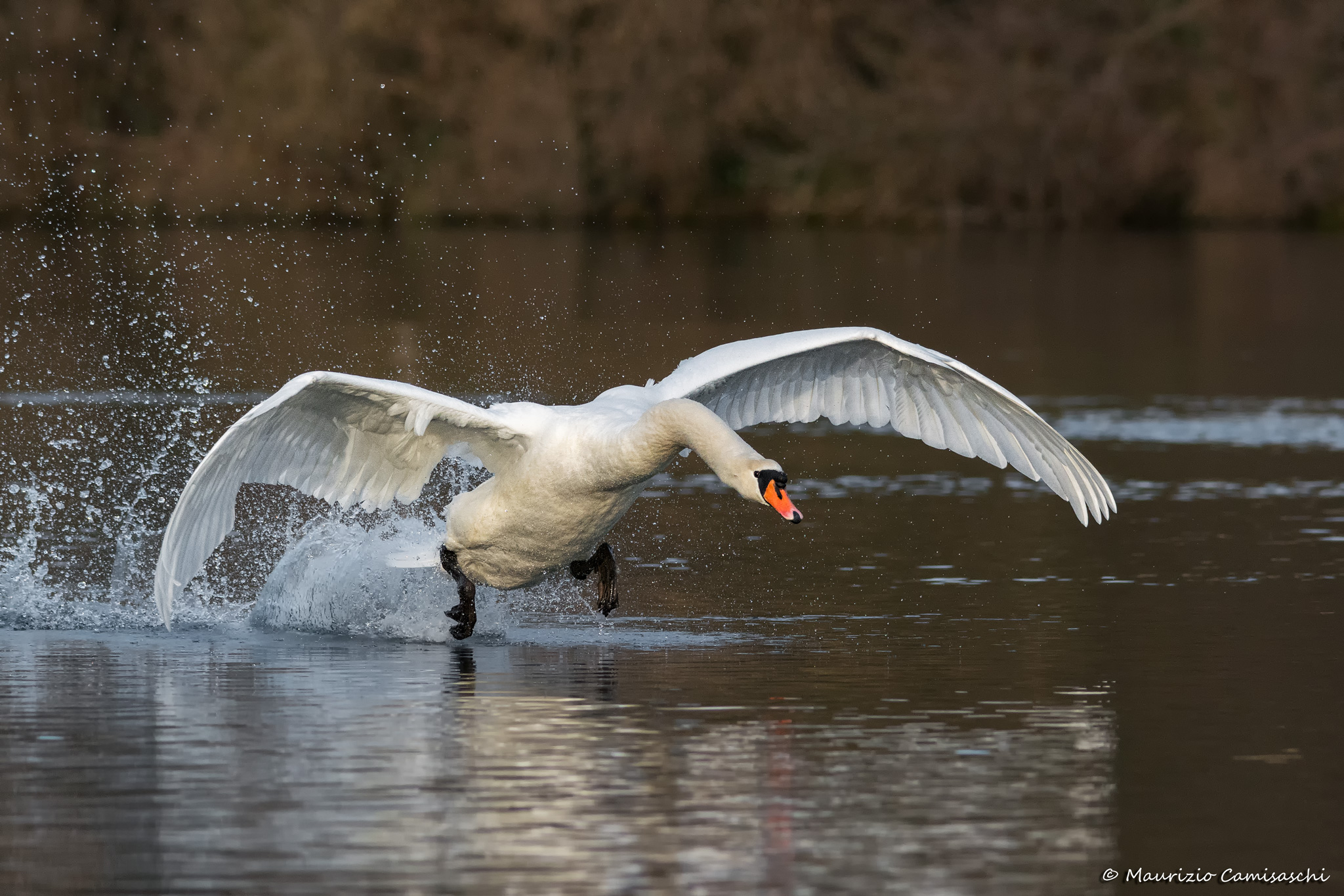 The Office of the mute swan