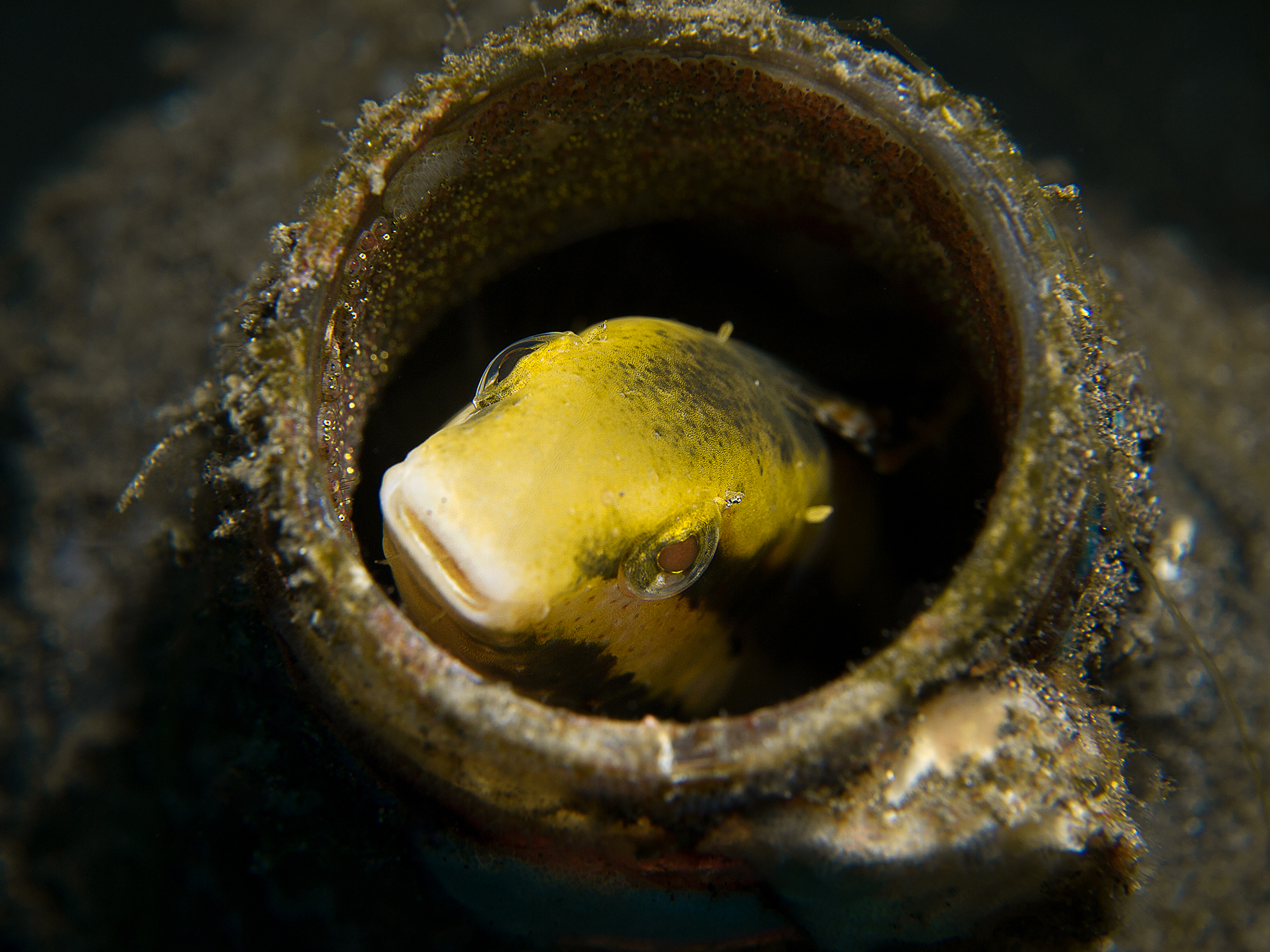 At home with the children