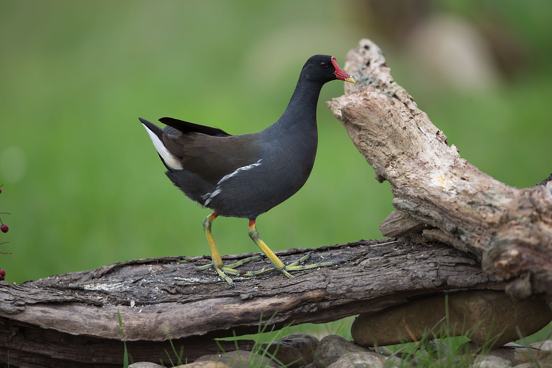 Moorhen