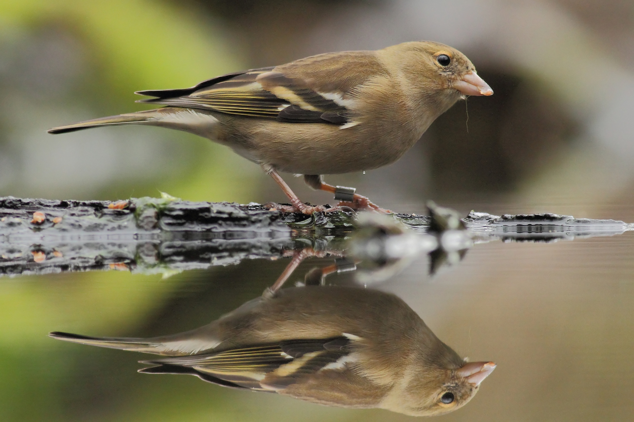 Fringuello guardarsi allo specchio 2