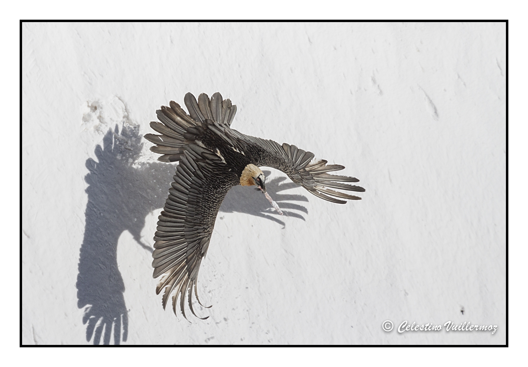 Bearded Vulture
