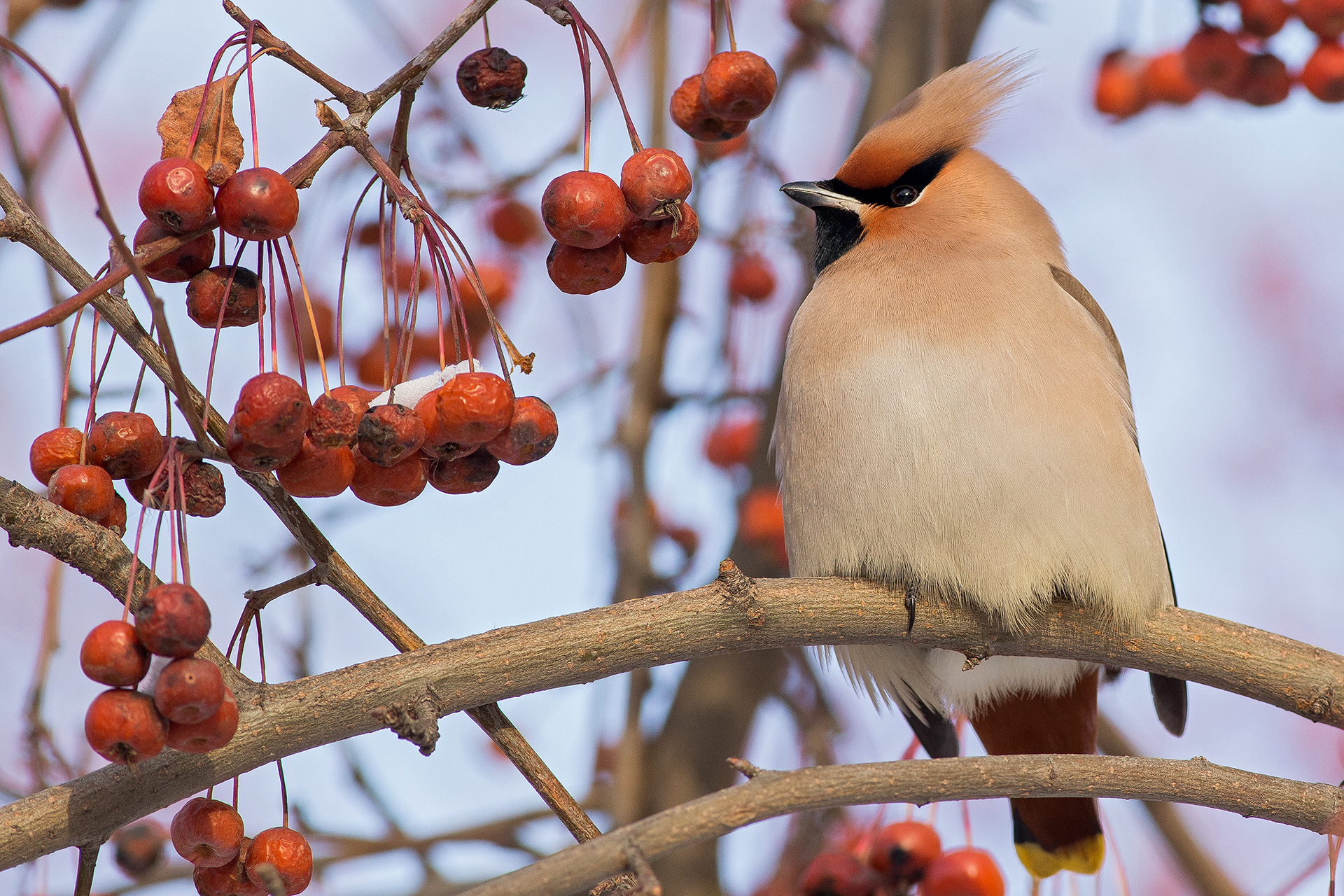 Waxwing