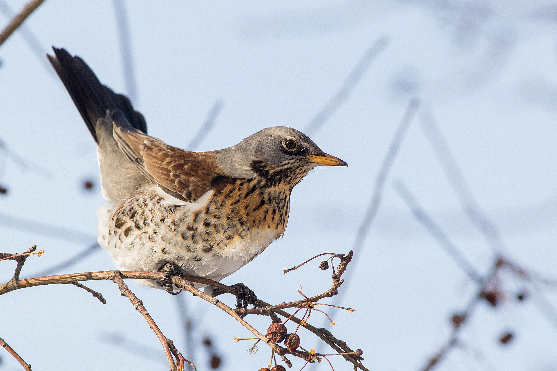 Fieldfare