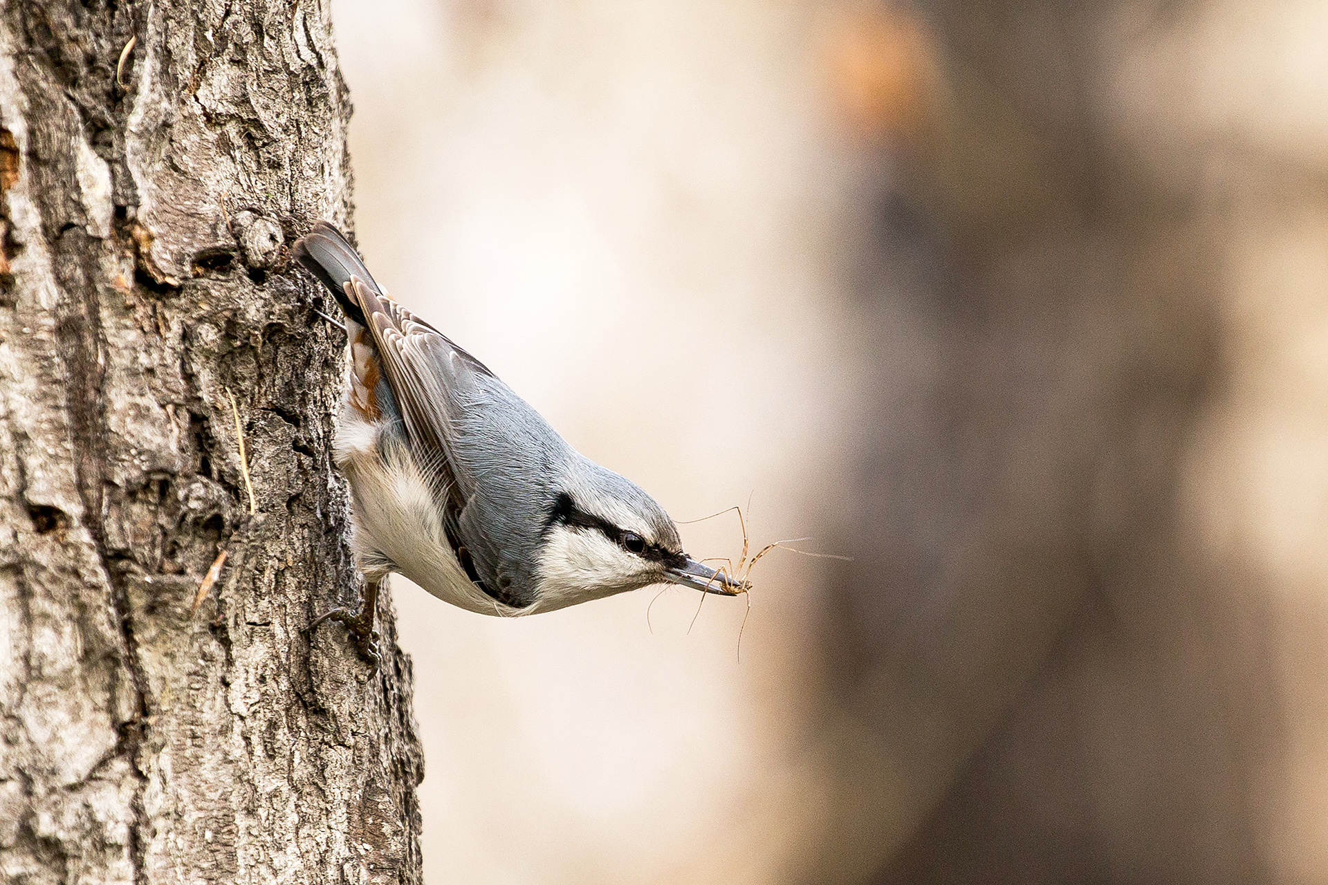 nuthatch