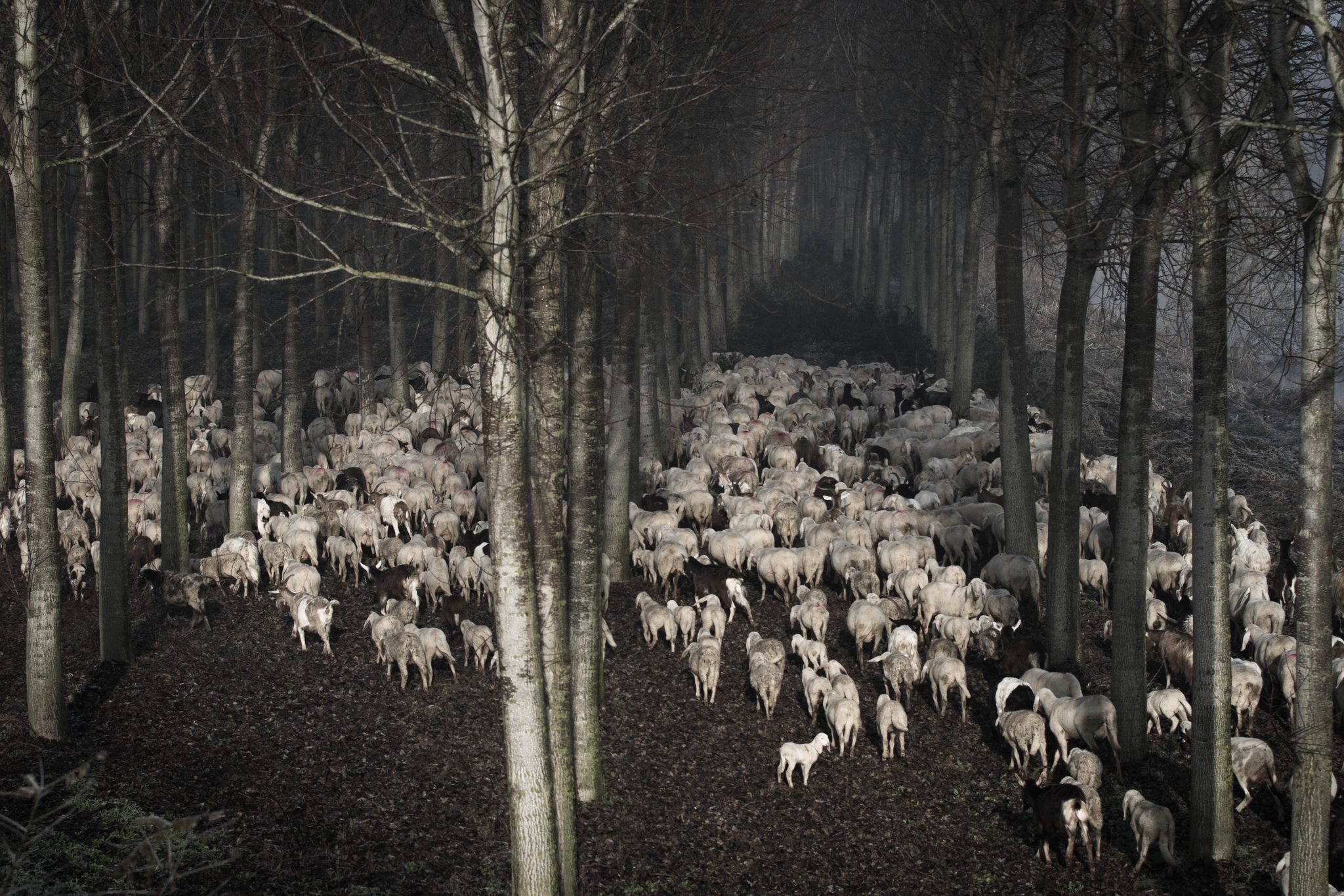 Flock in a poplar grove foggy