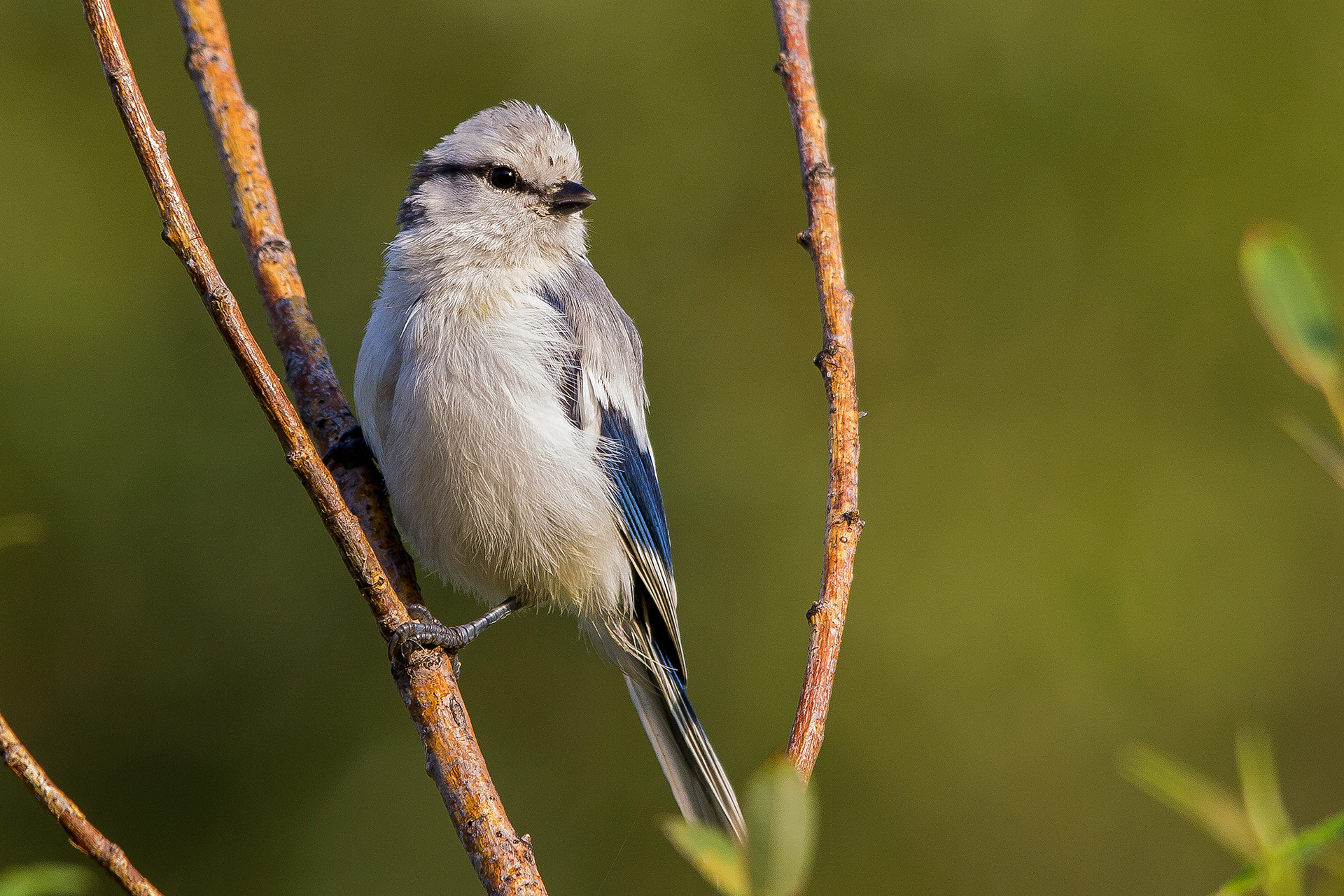 azure tit