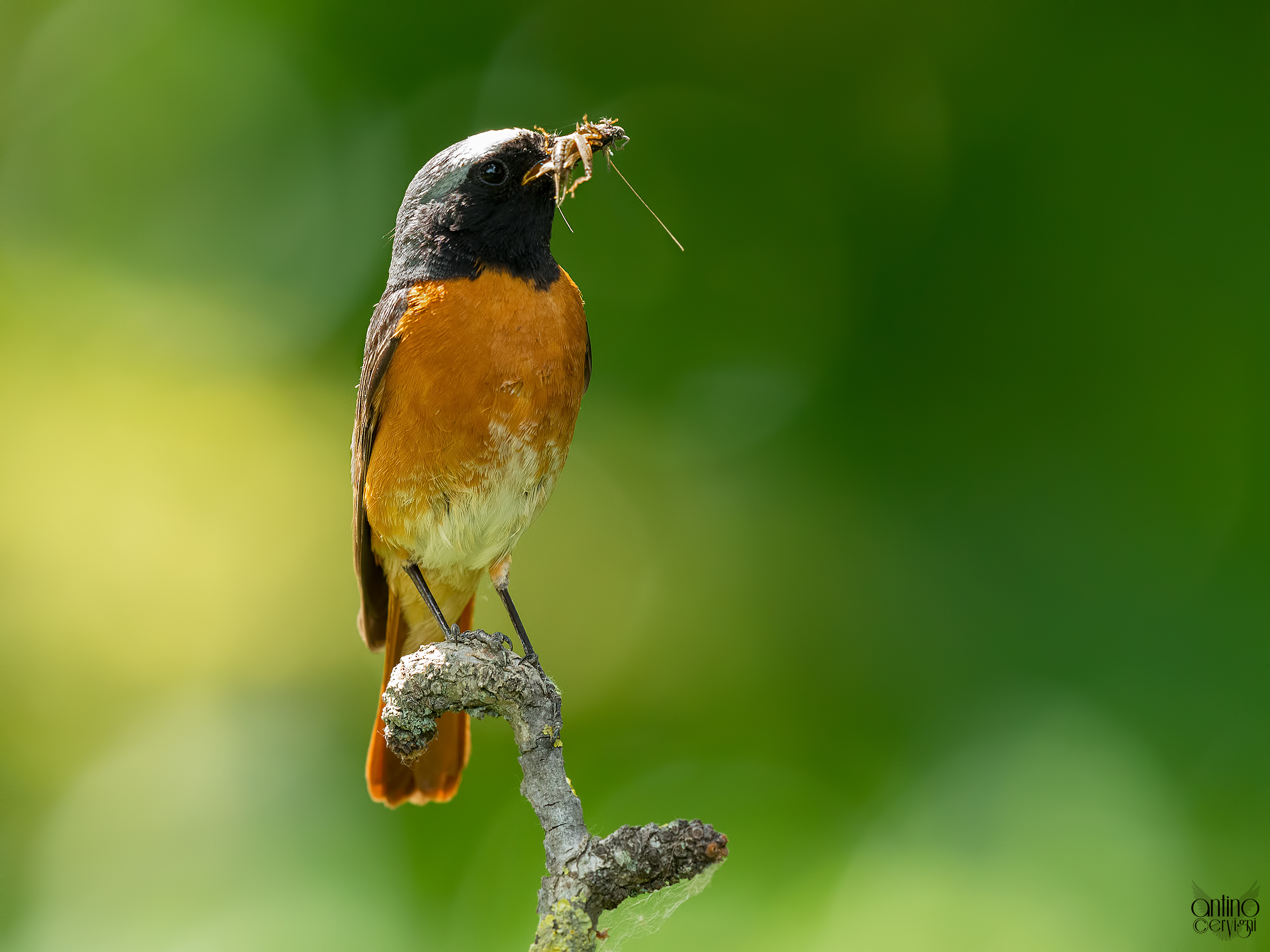 Redstart