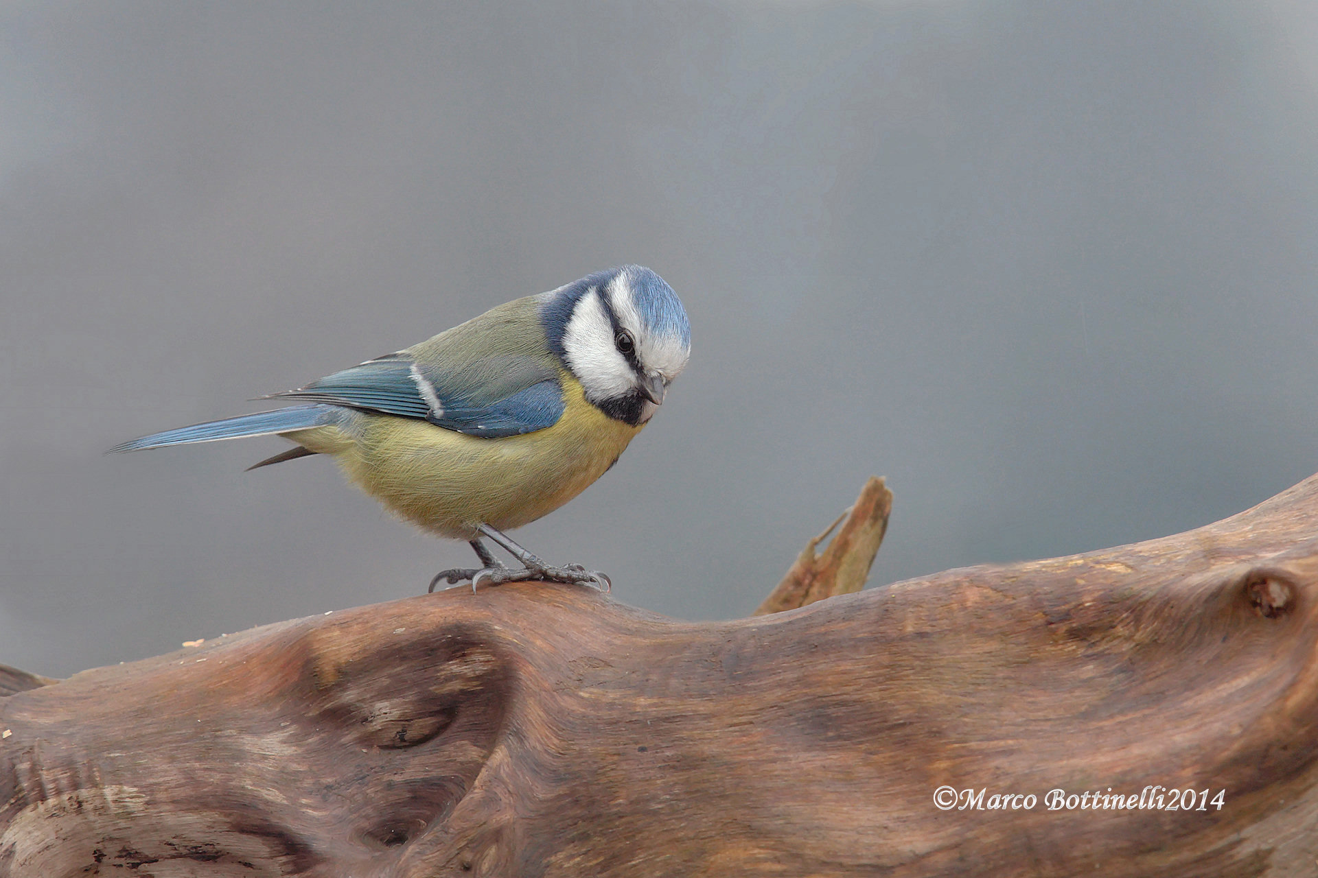 Blue Tit