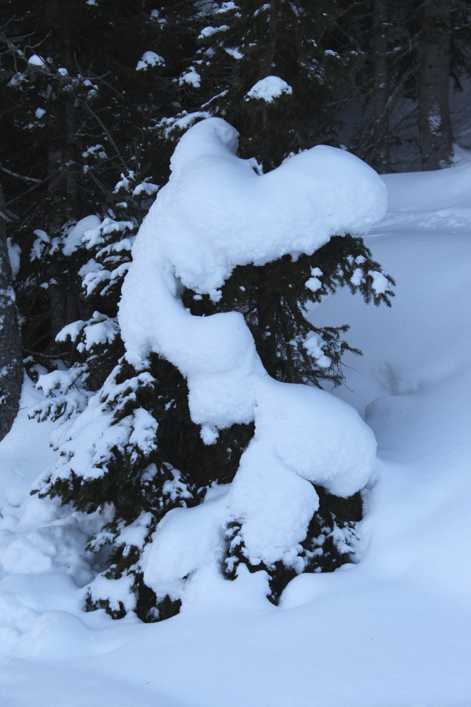 L'abbraccio della neve