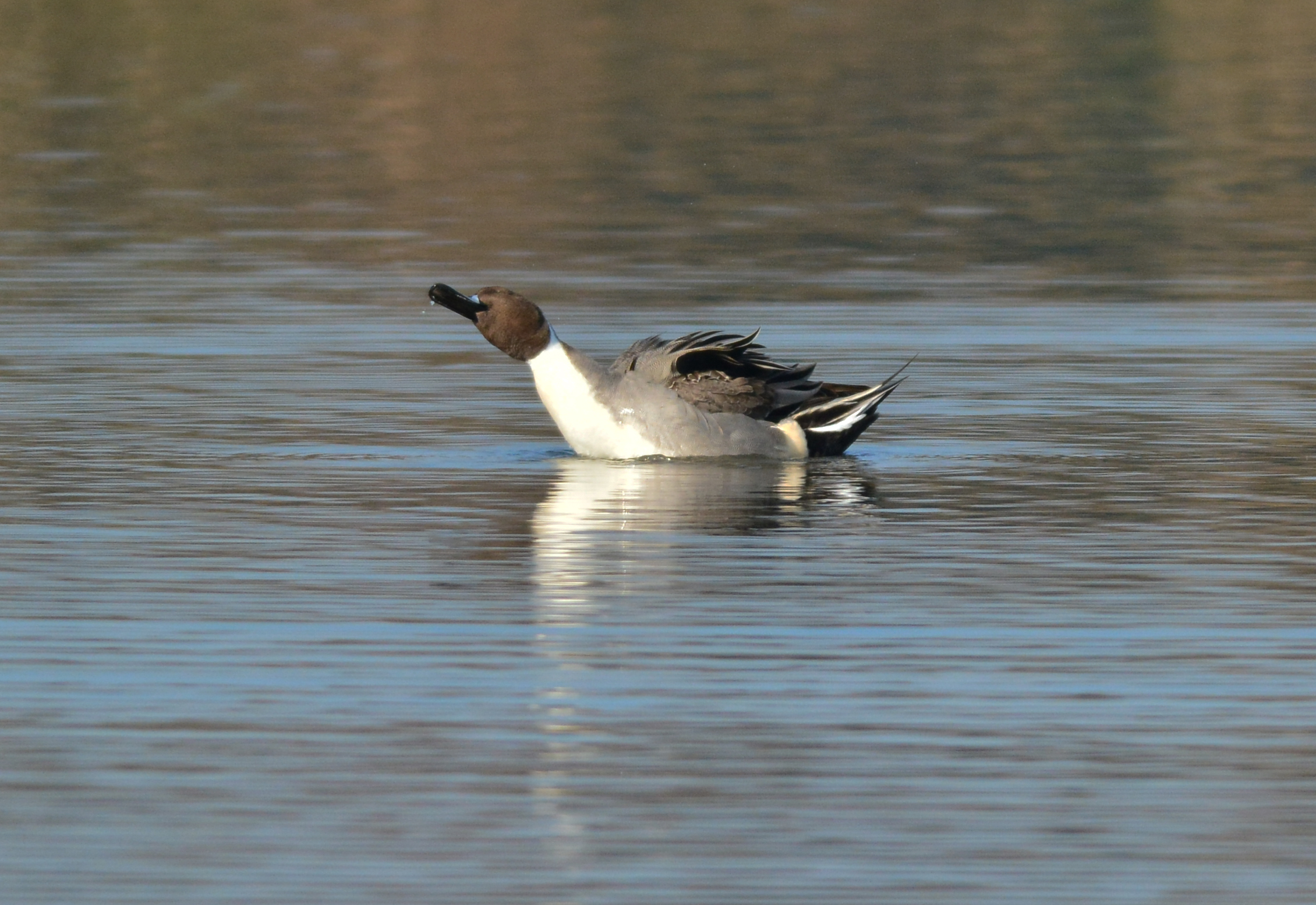 codone becco all'insù